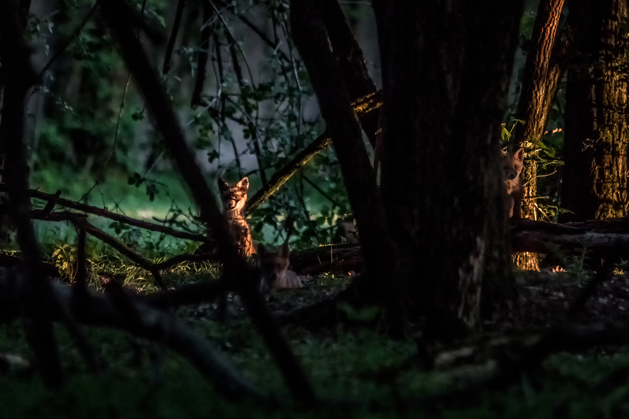 Little Foxes in the magic forest