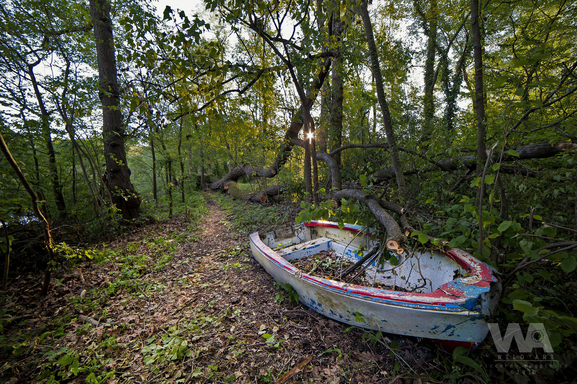 The boat in the woods