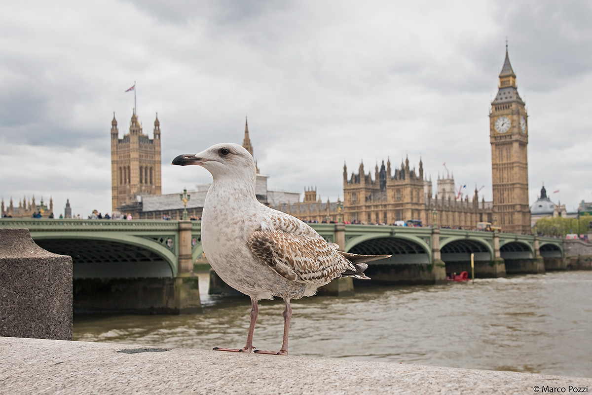 The Thames Seagull