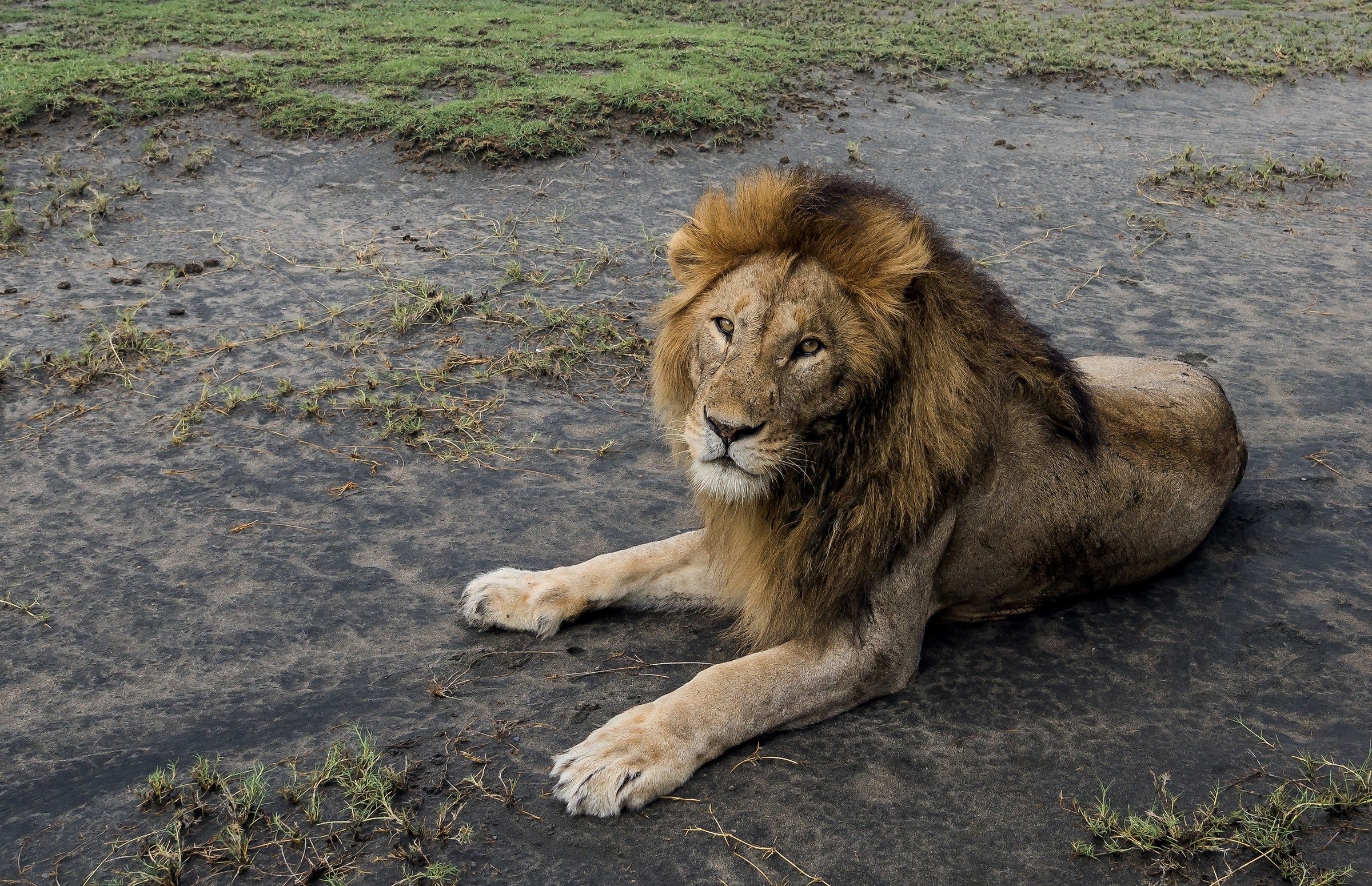 Tanzania 2017 - Vicino vicino...