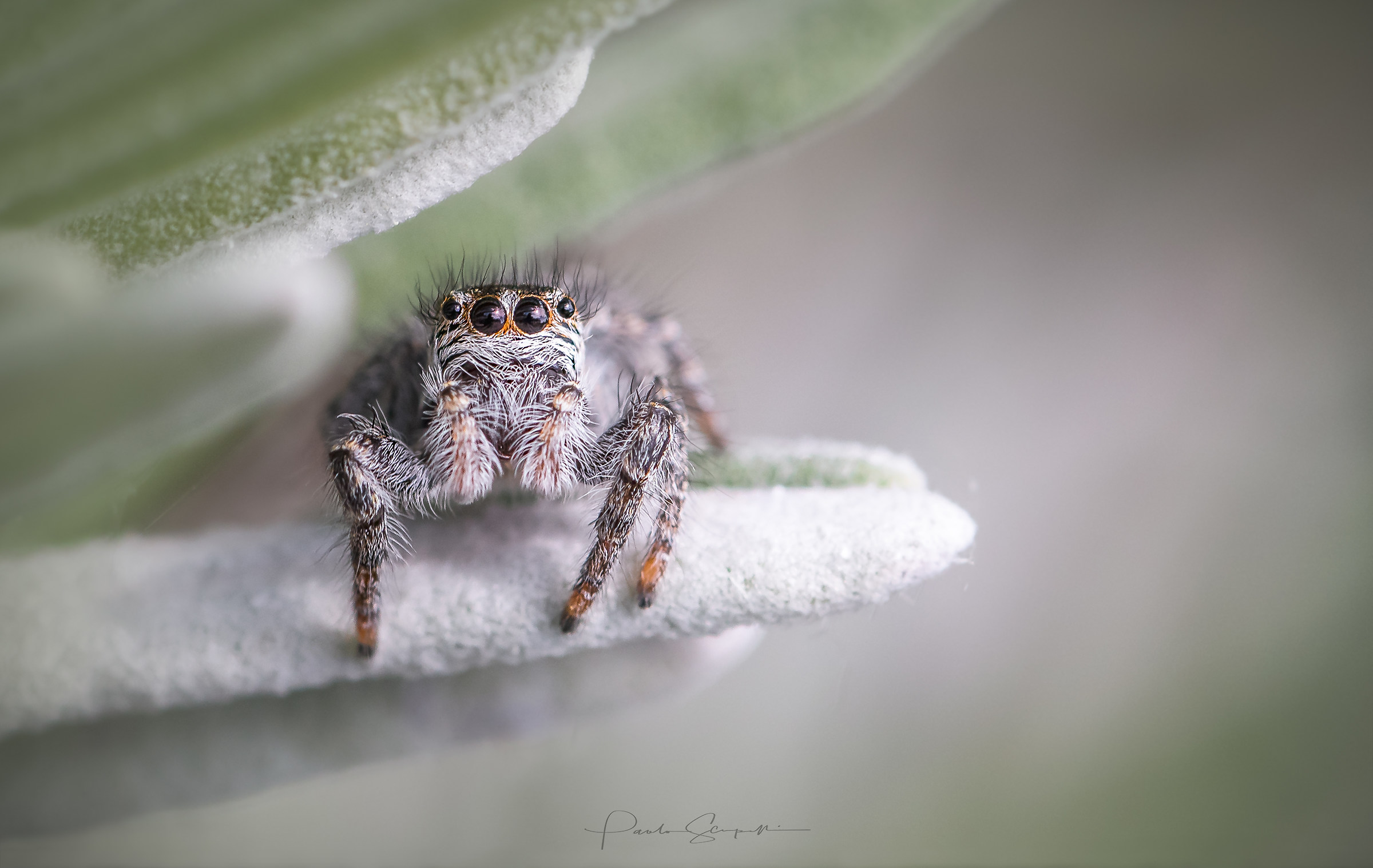 Philaeus chrysops - young female