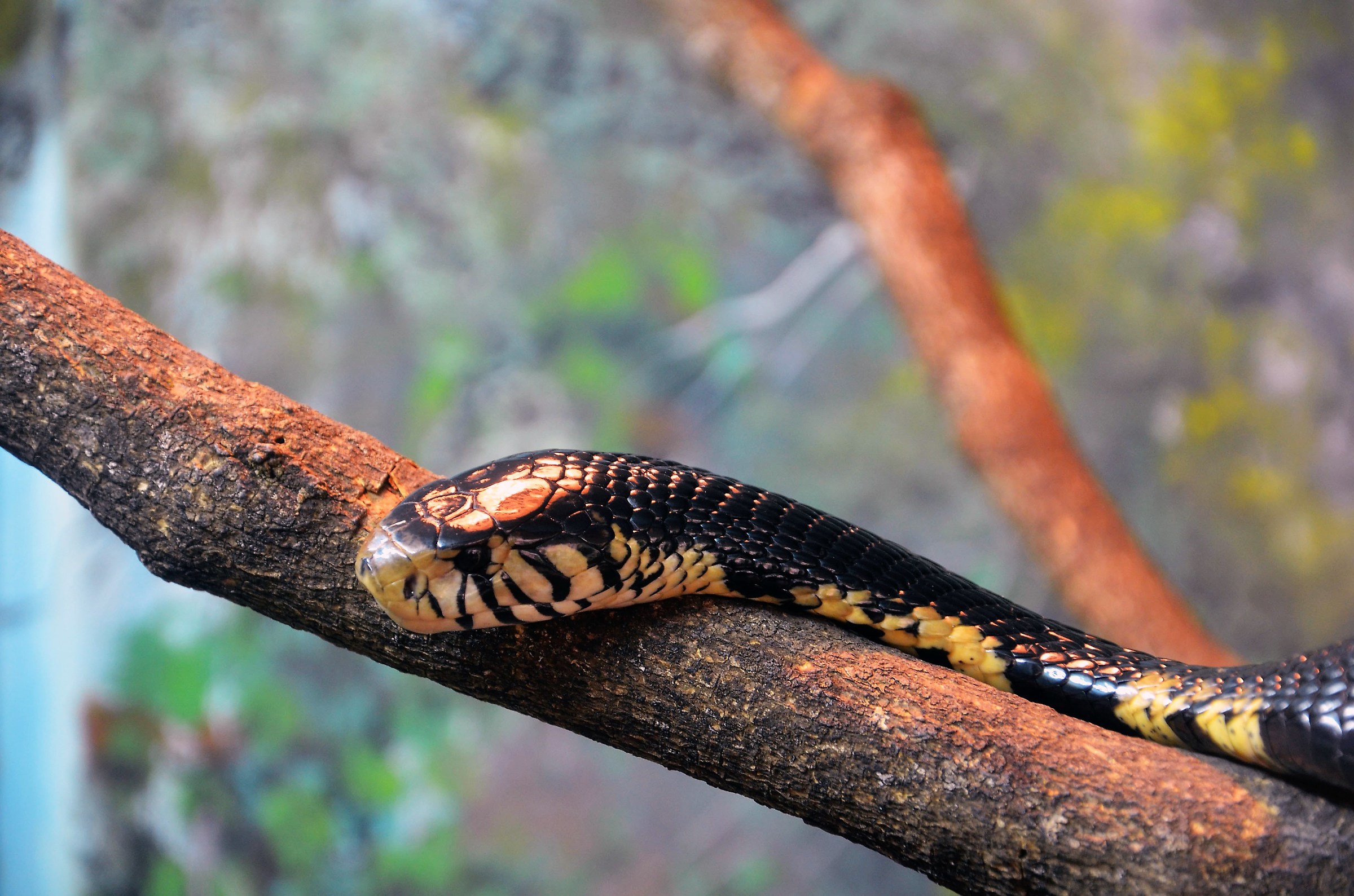la paura arriva strisciando