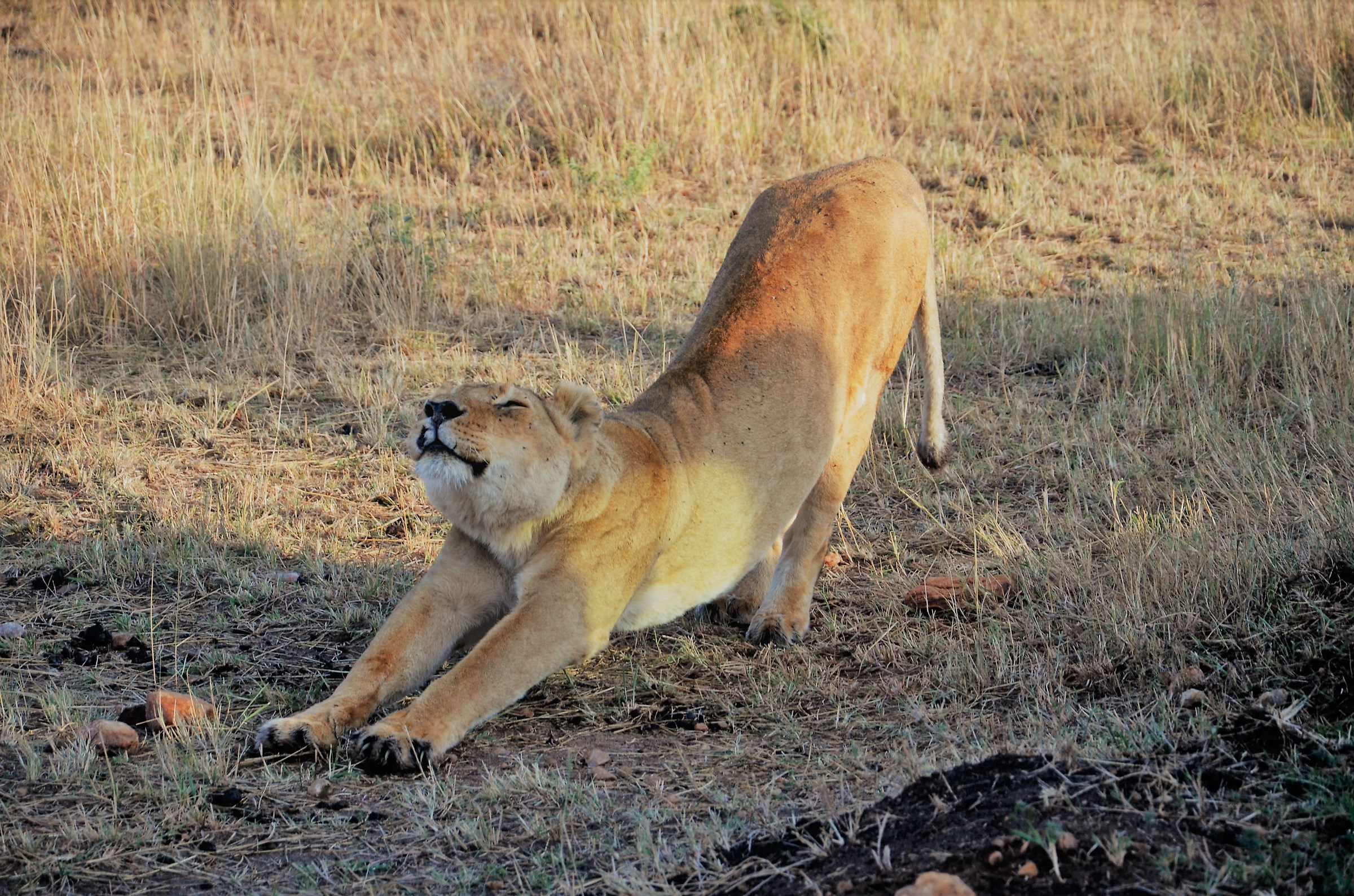 quasi quasi mi faccio un pisolino