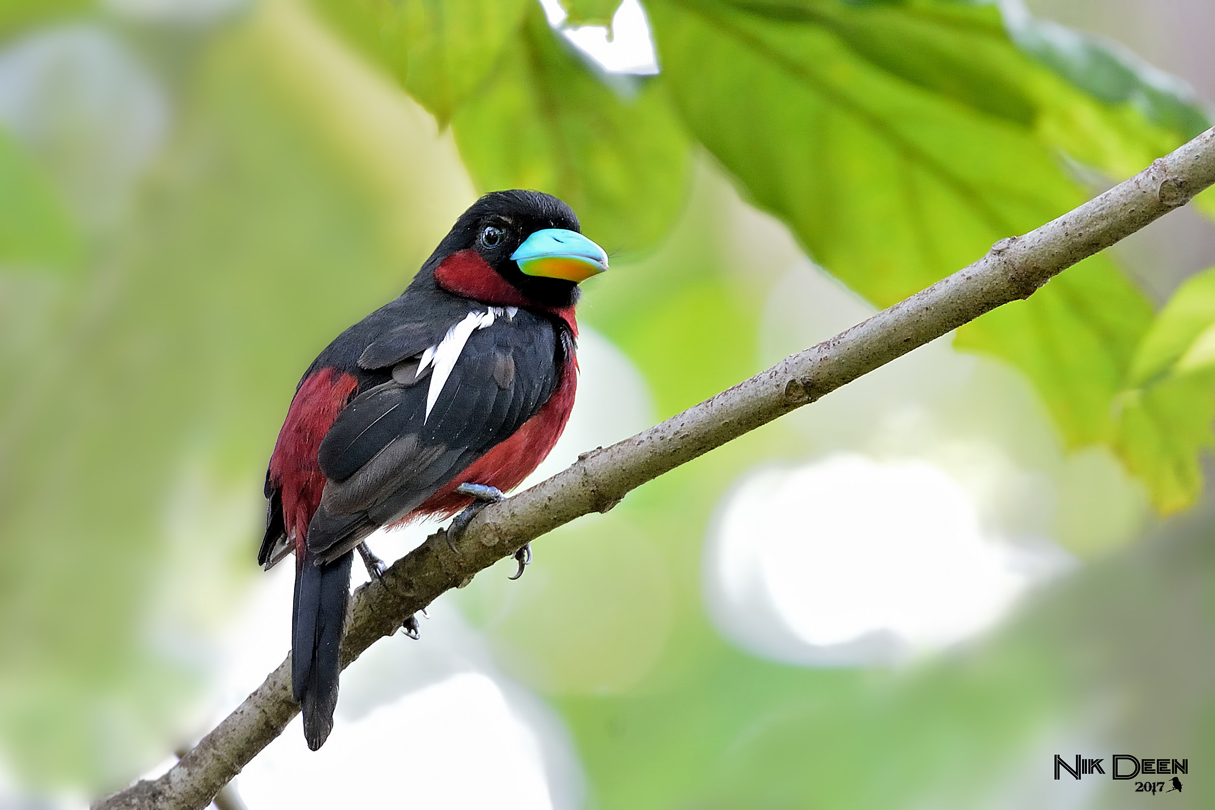 black-and-red broadbill