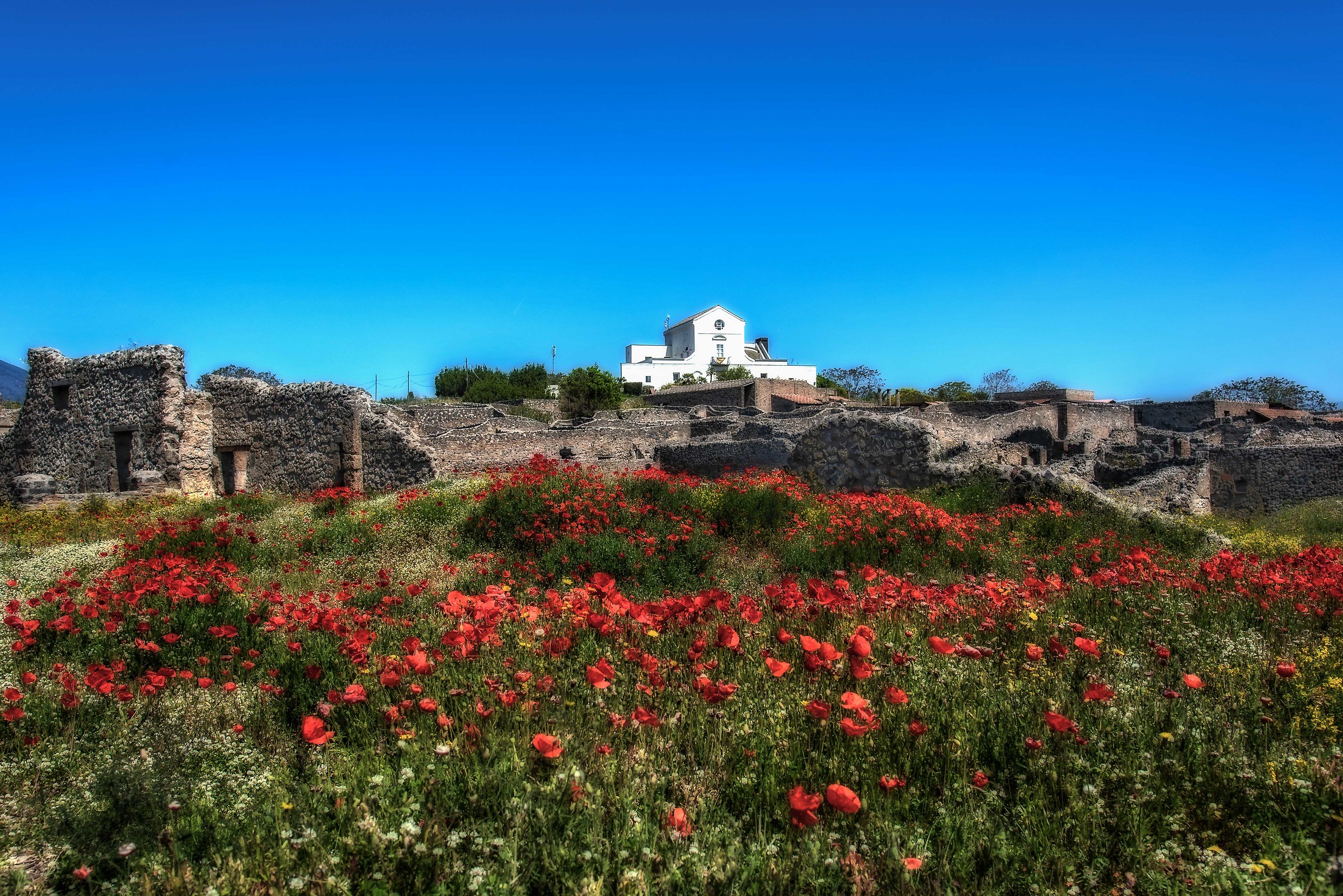 Excavations and poppies