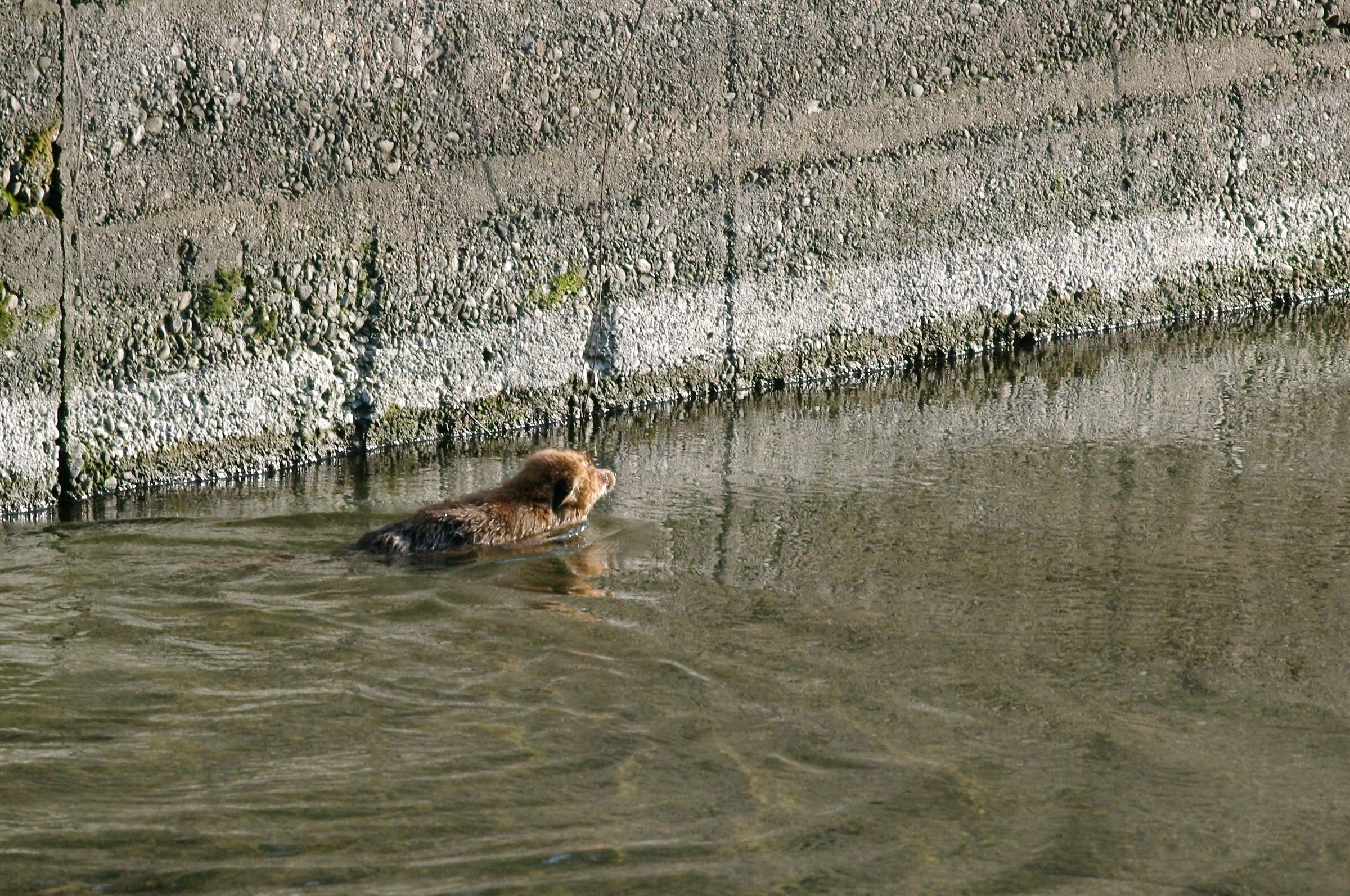 Articolo: www.juzaphoto.com/topic2.php?it=2319588&l=it