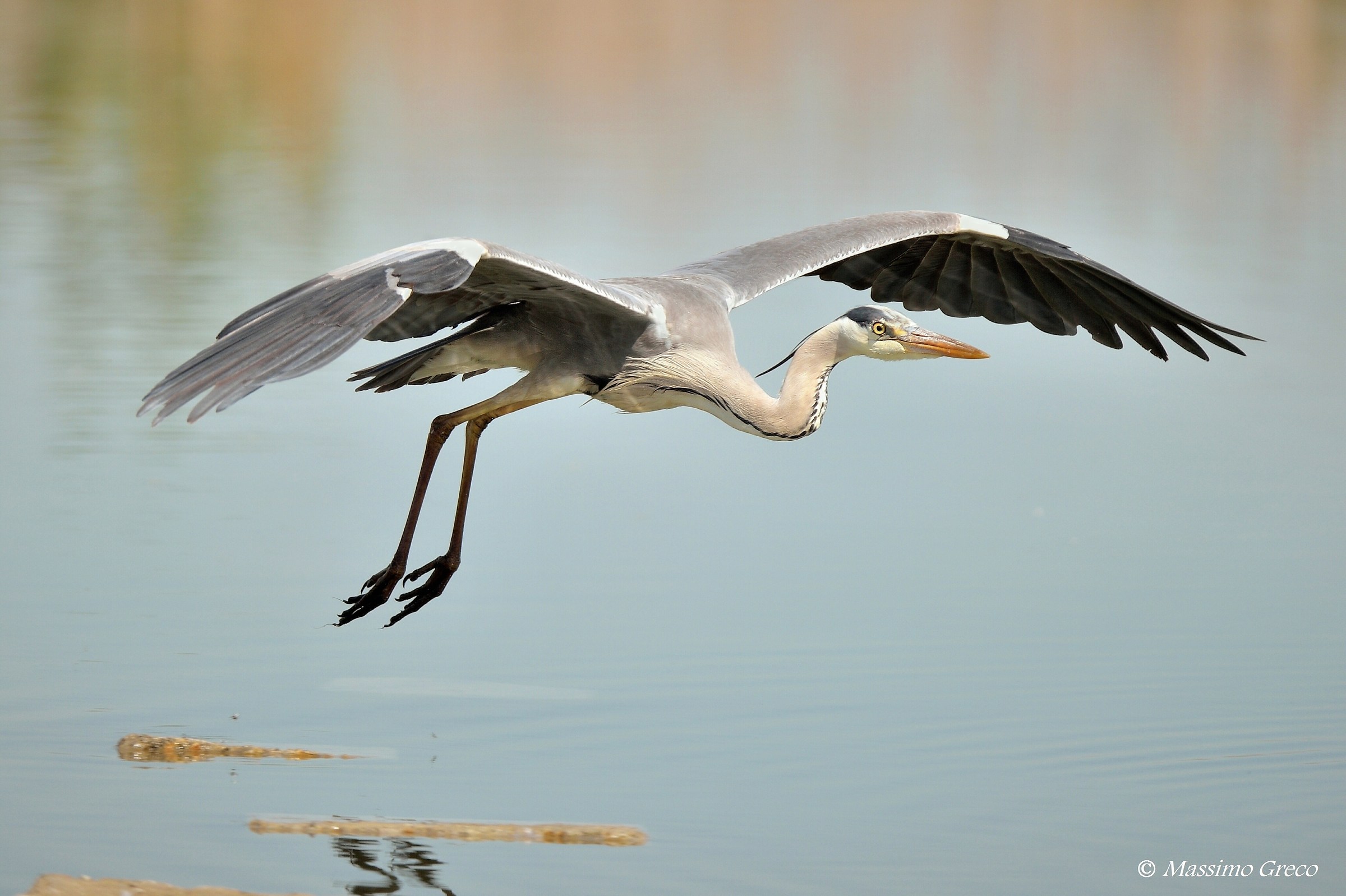 Airone cenerino (Ardea cinerea)