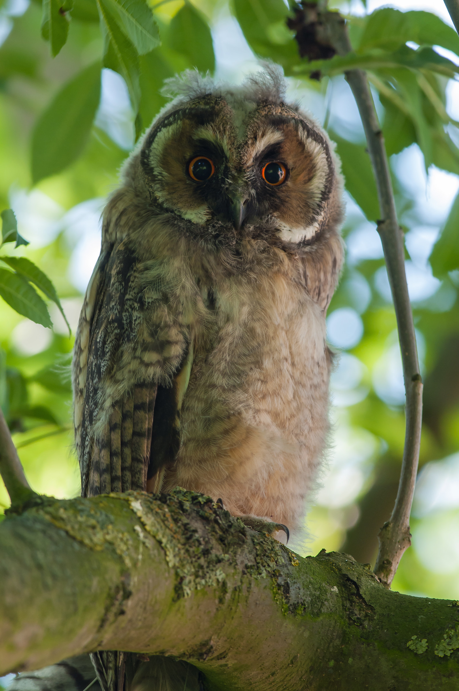 Long eared owl