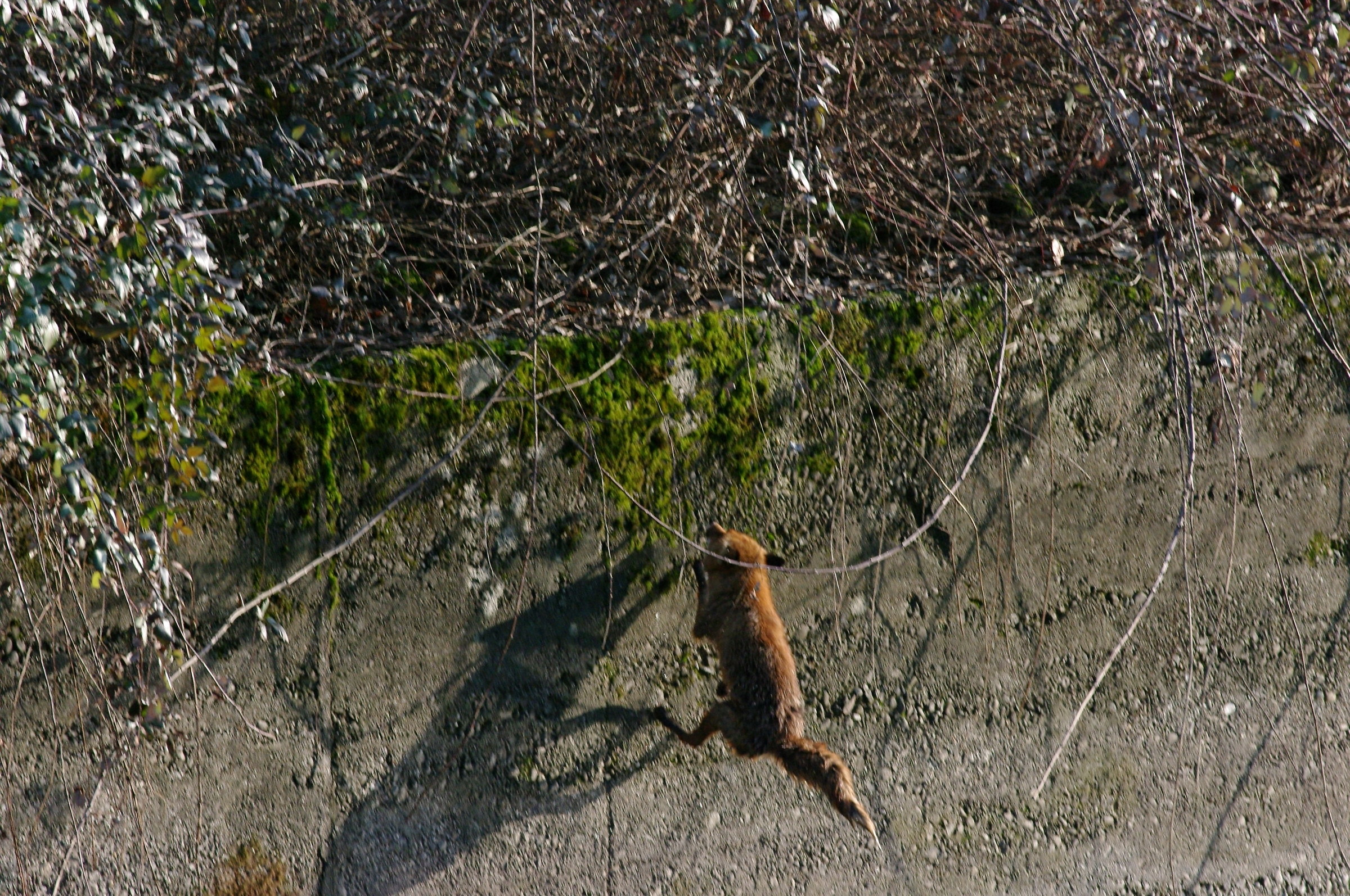 Photo document - see article