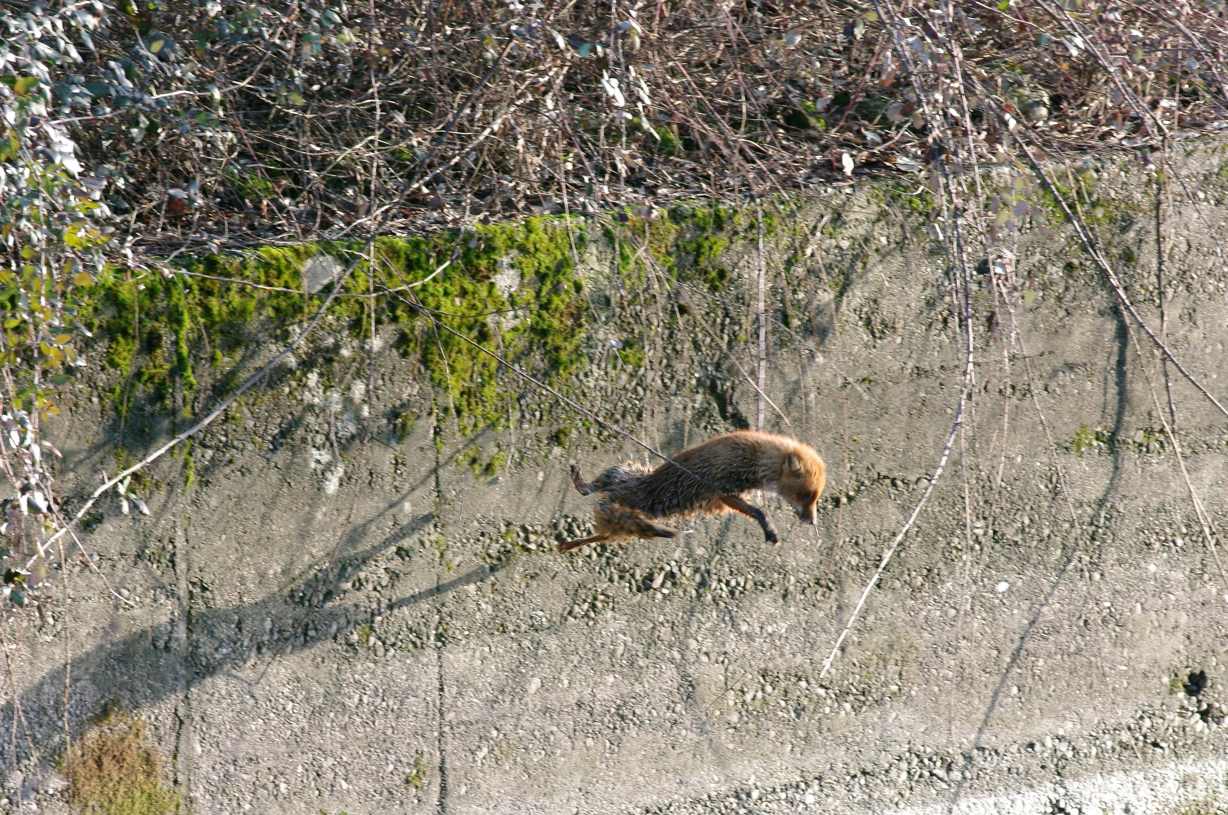 Photo document - see article