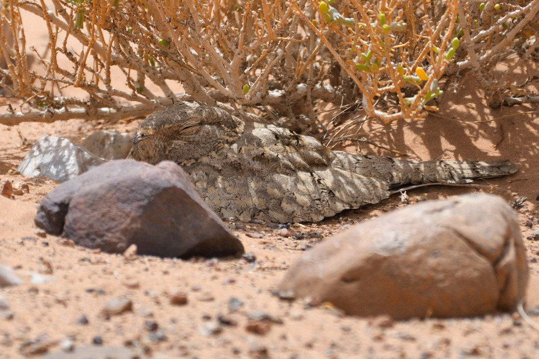 succiacapre isabellino