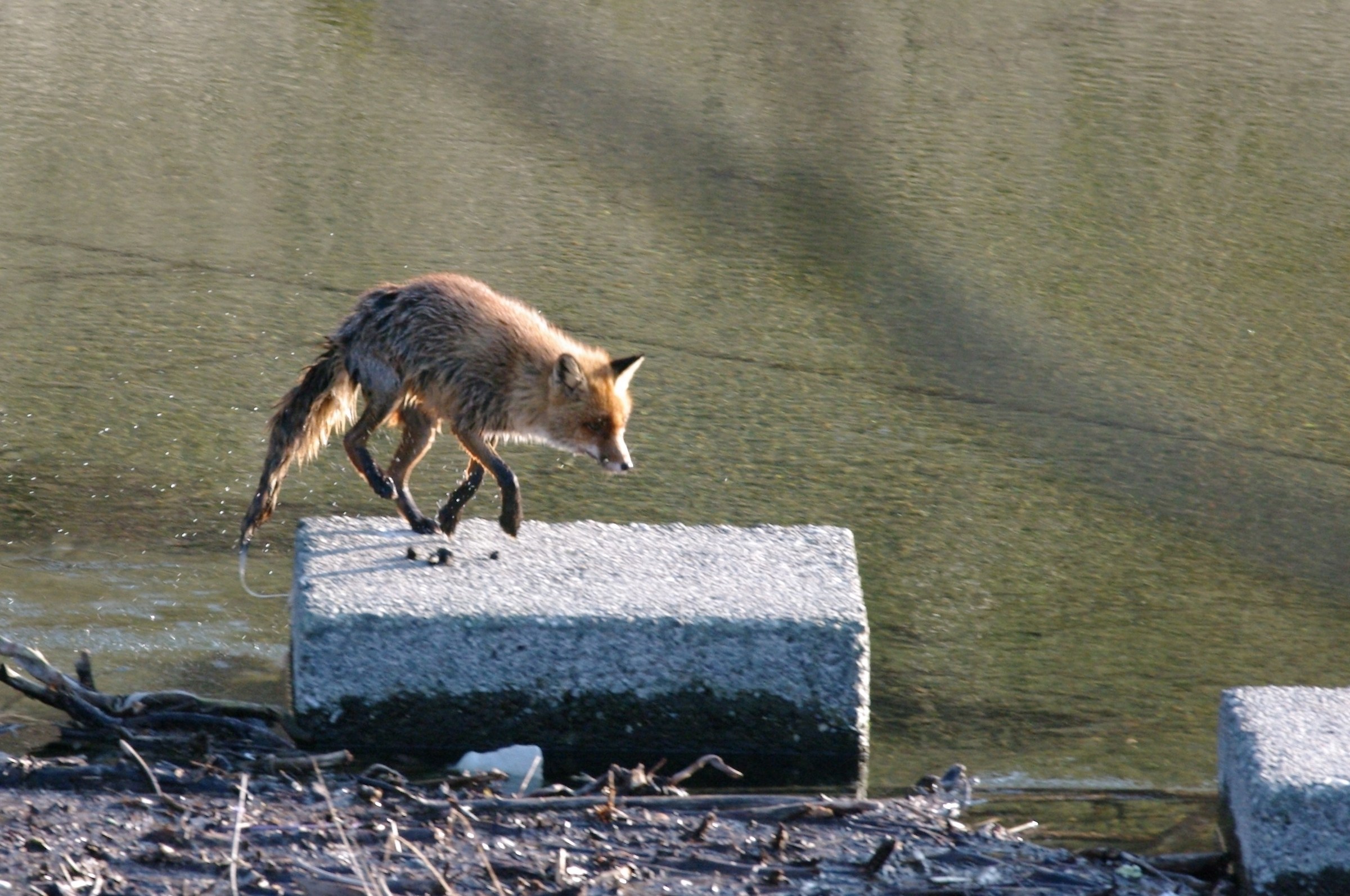 Document Photo - see Article