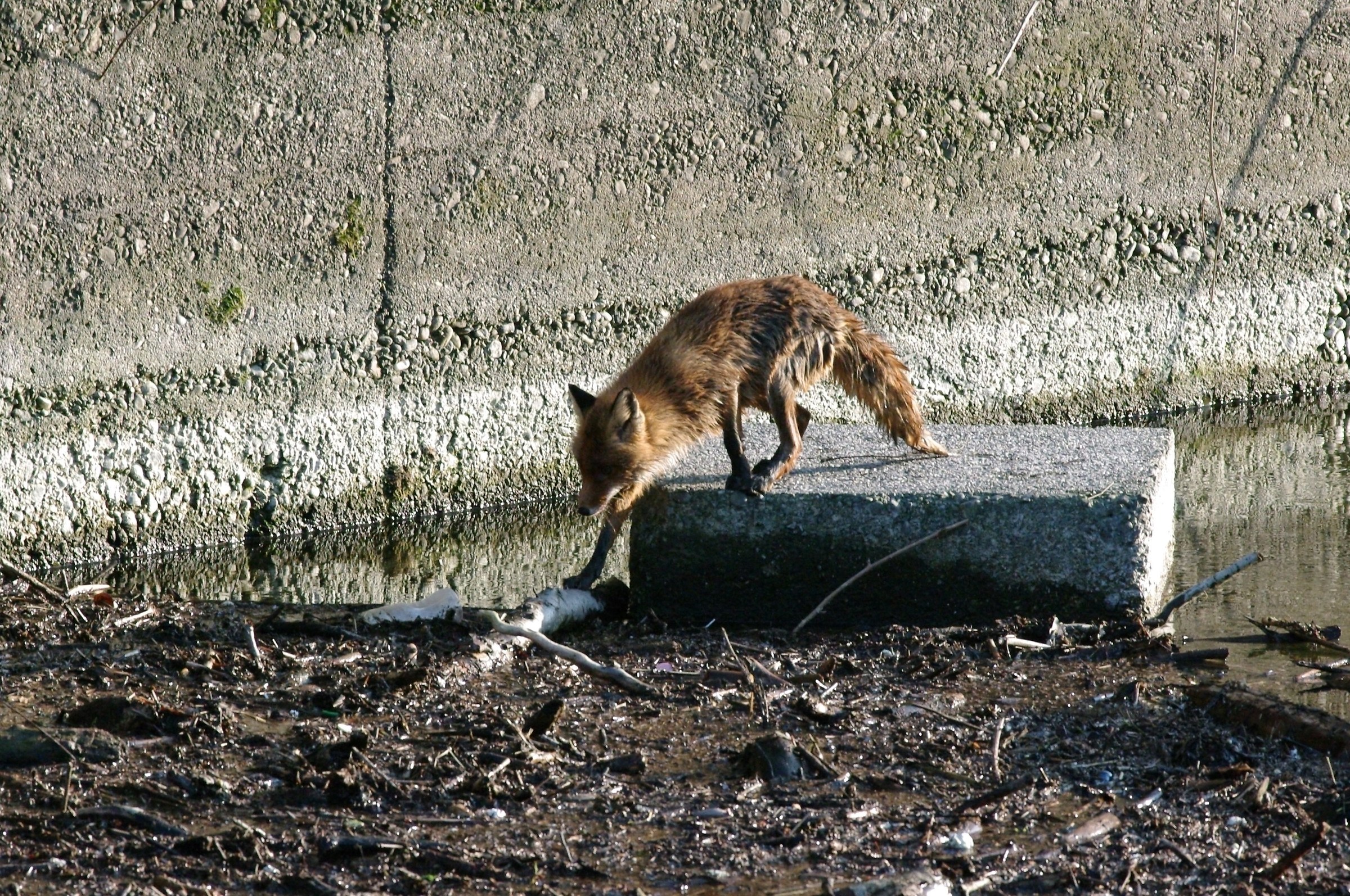 Document Photo - see Article