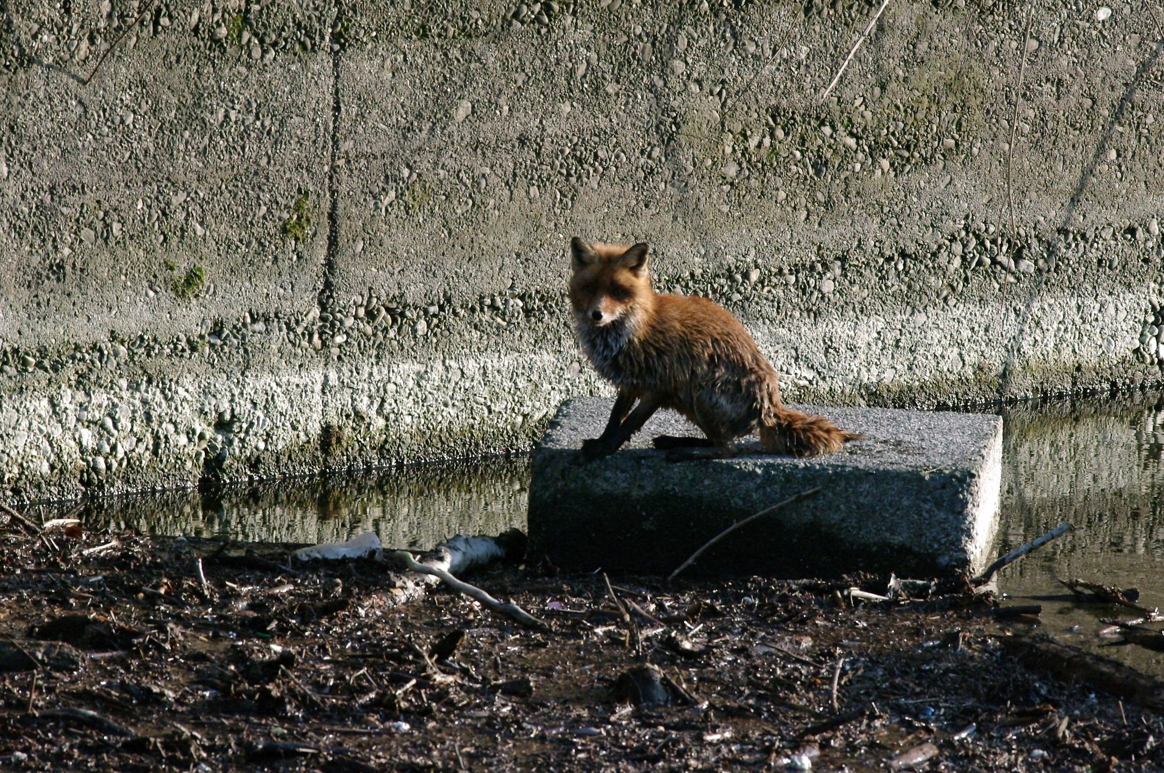 Document Photo - see Article