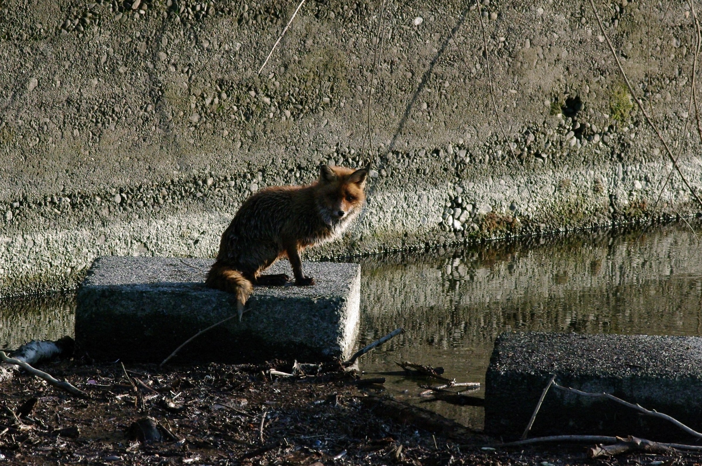 Document Photo - see Article