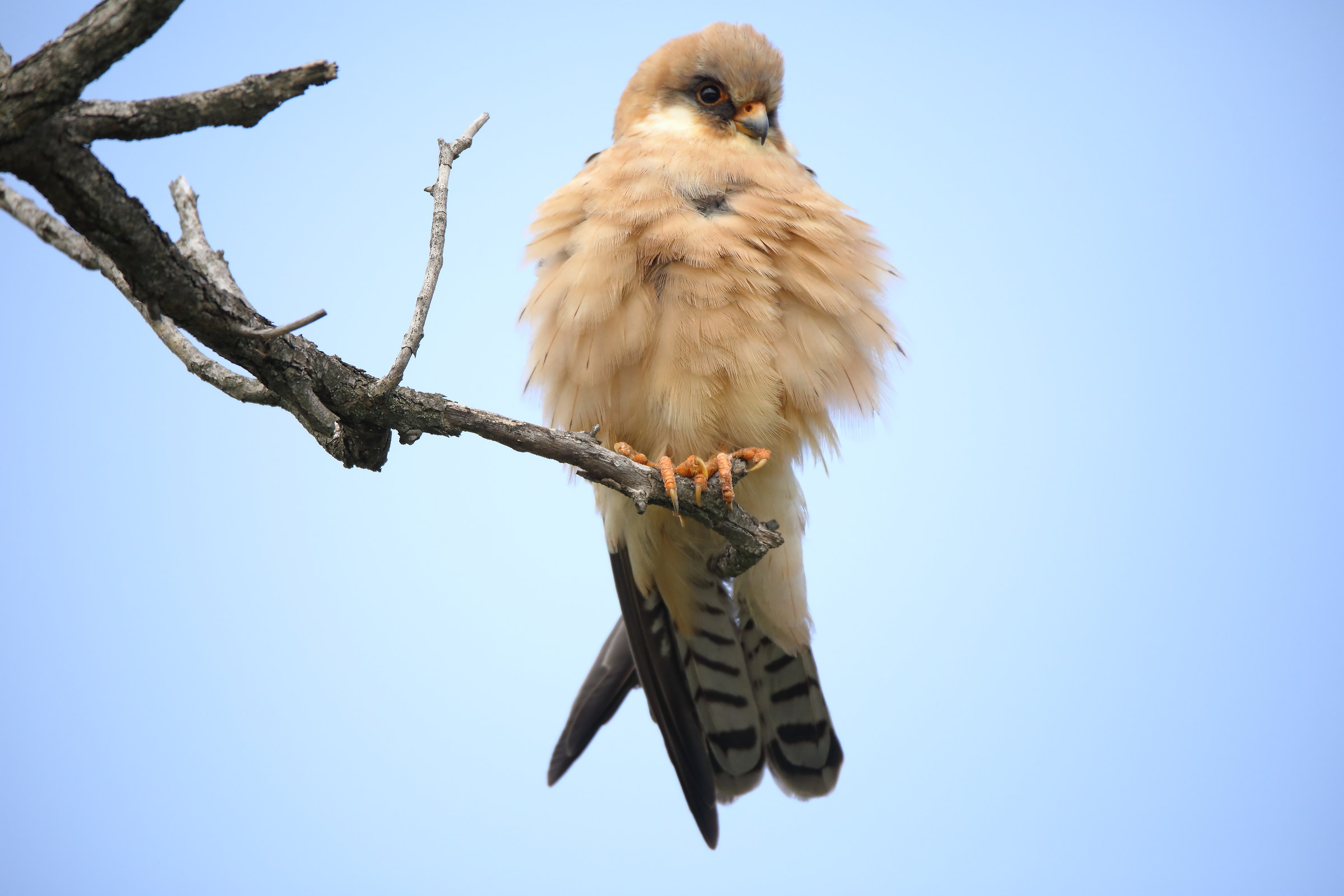 falco cuculo femmina