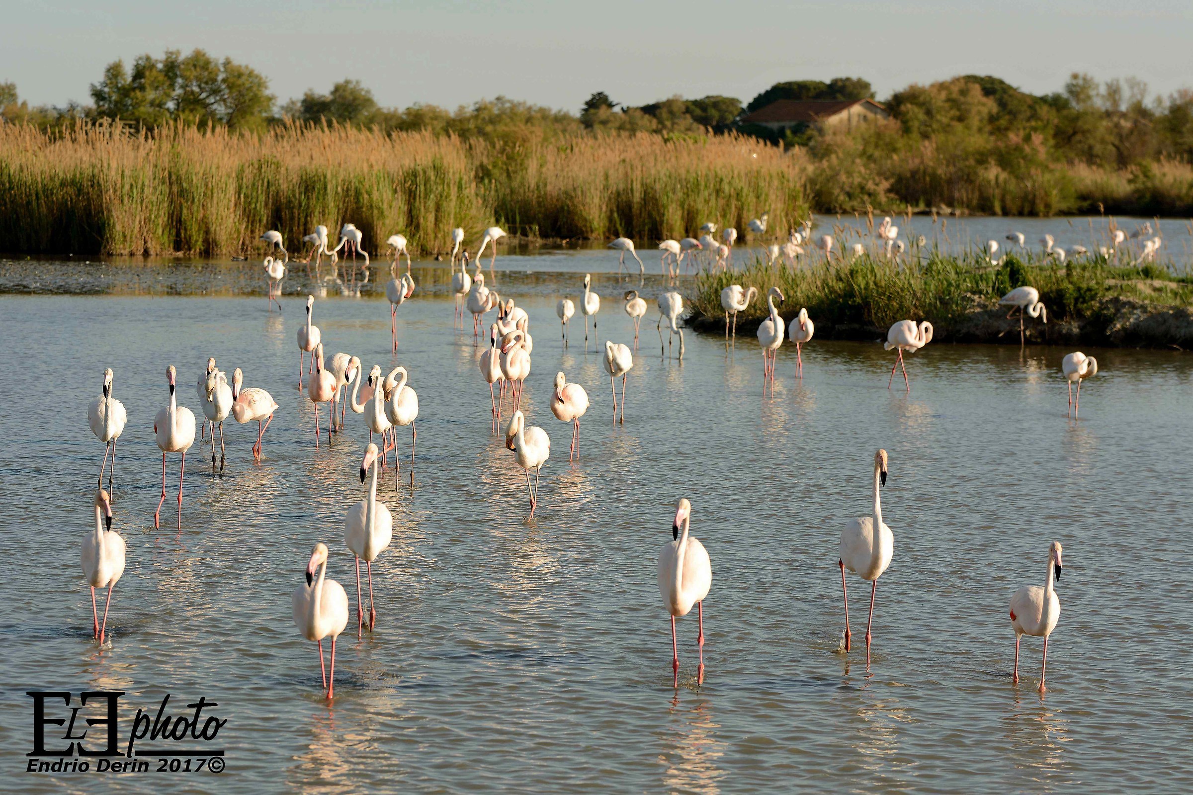 Camargue, fenicotteri rosa