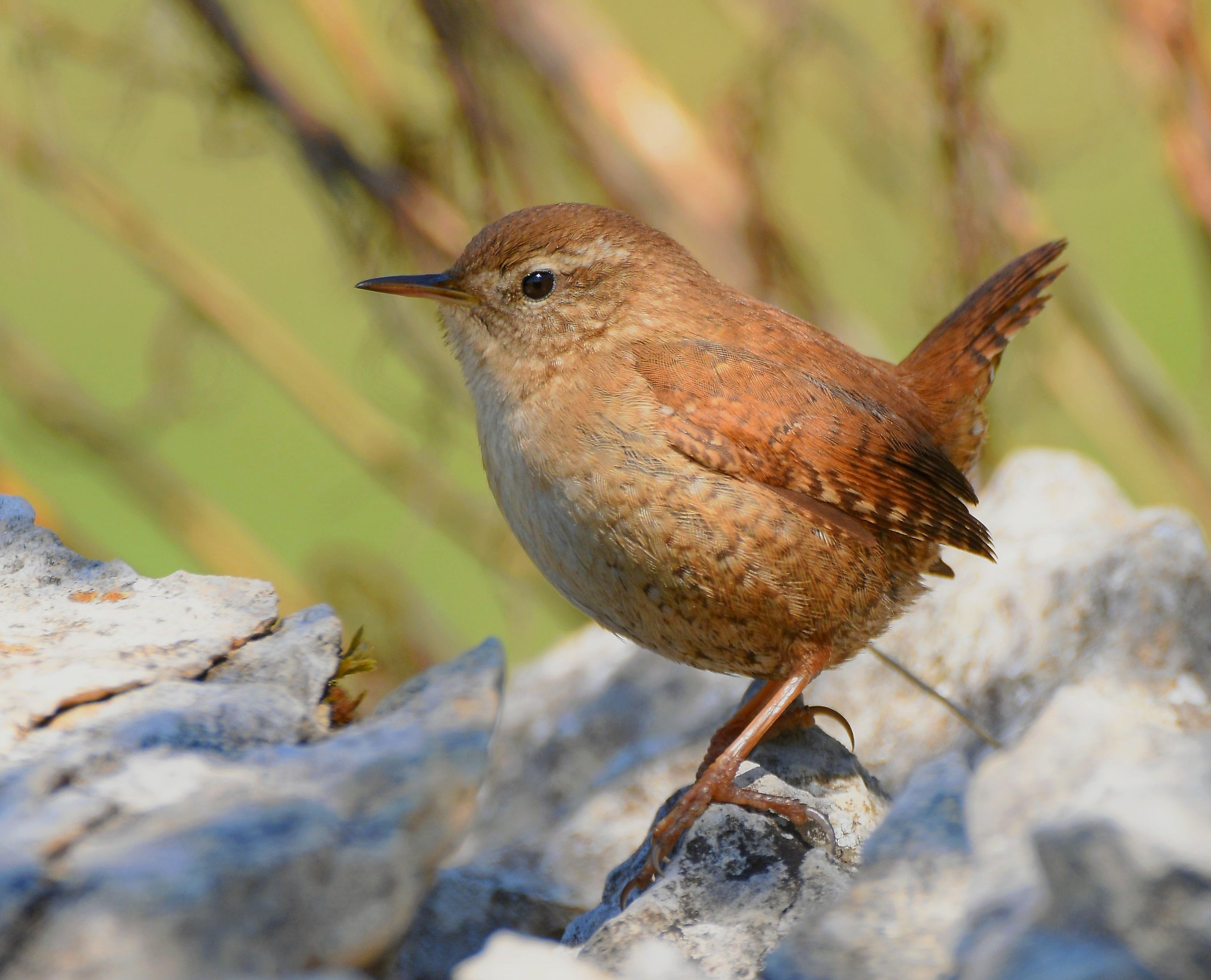 Wren