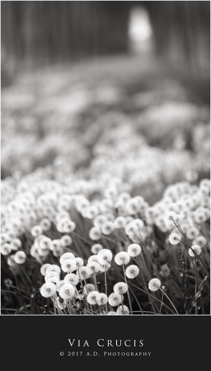 Via Crucis