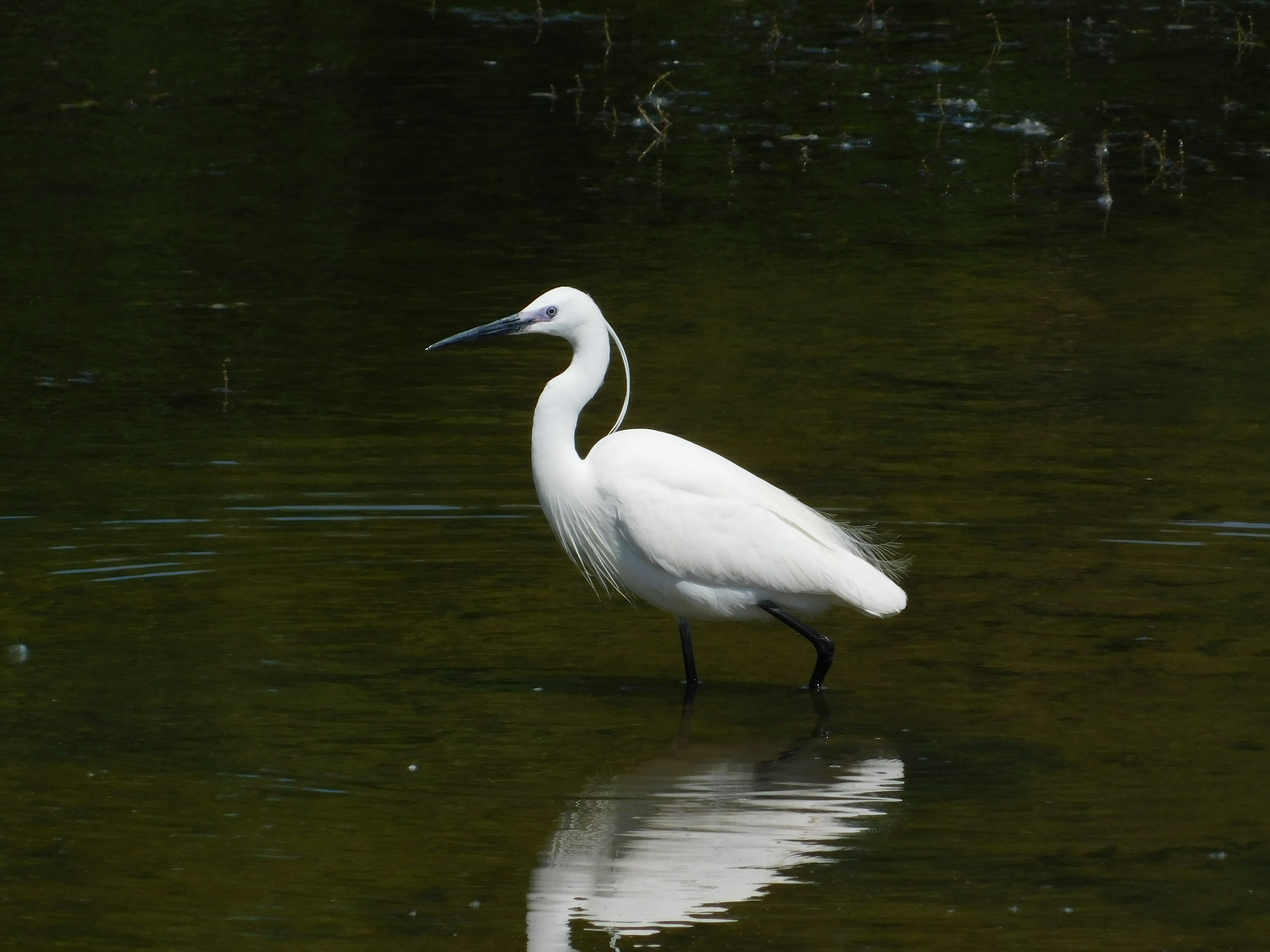 Egret hunting