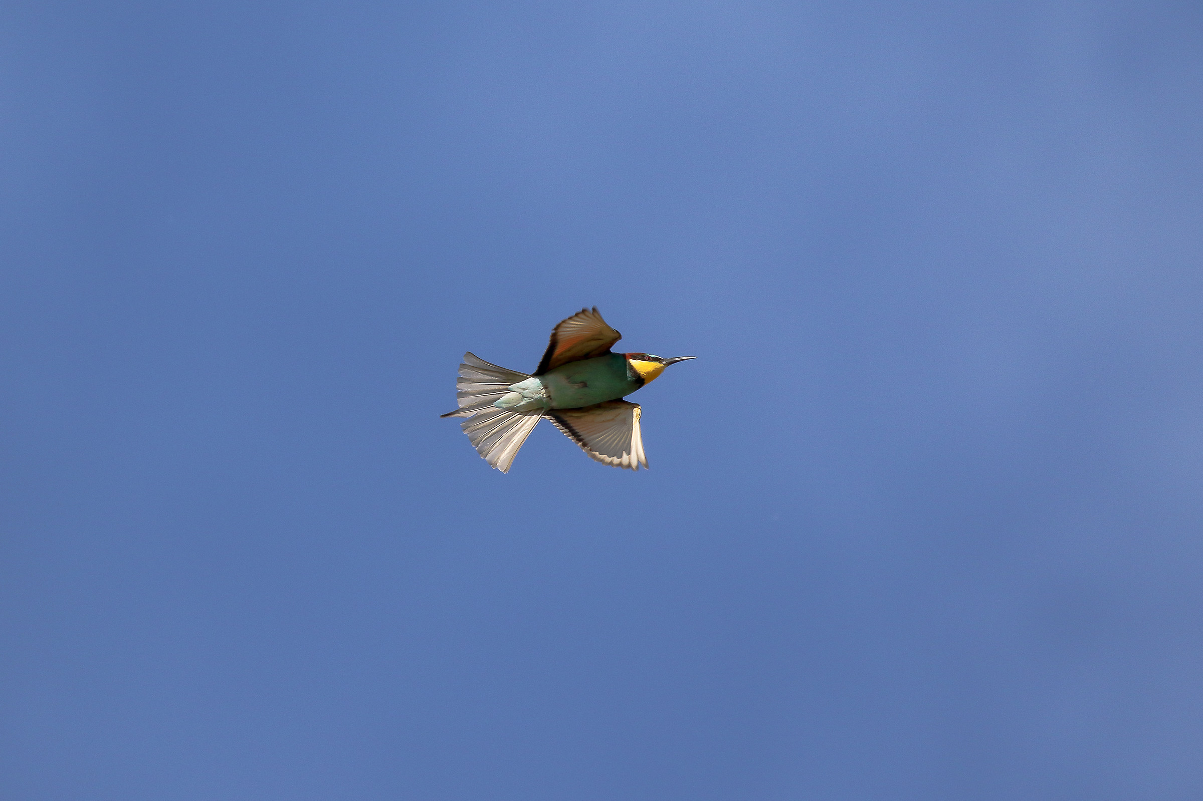 In flight