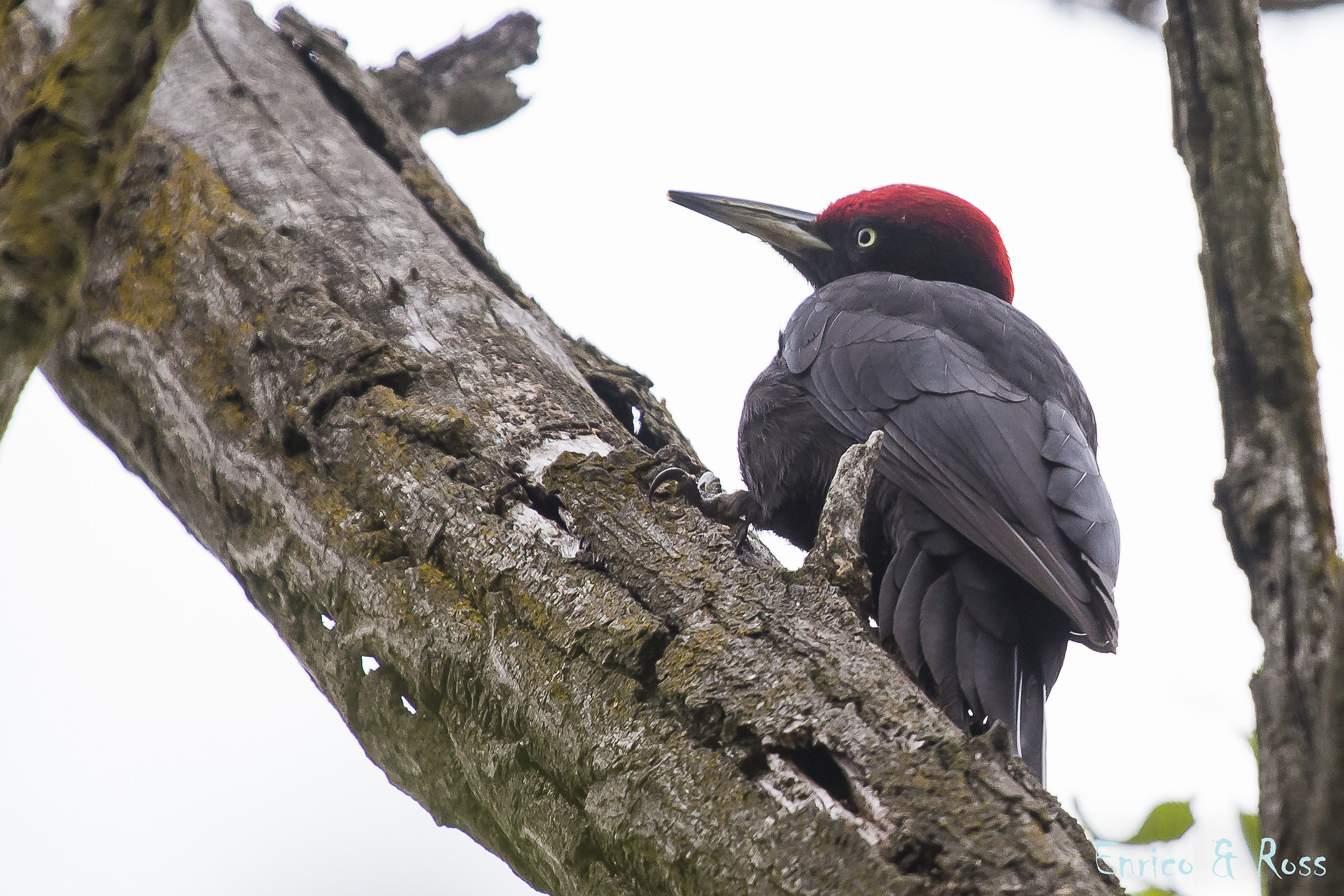 Black woodpecker