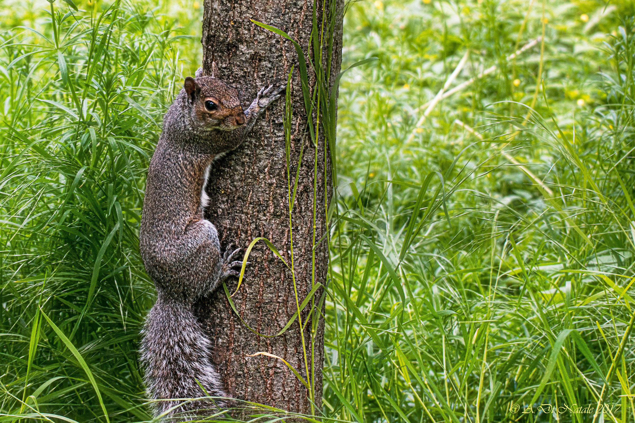 gray squirrel (Sciurus carolinensis)