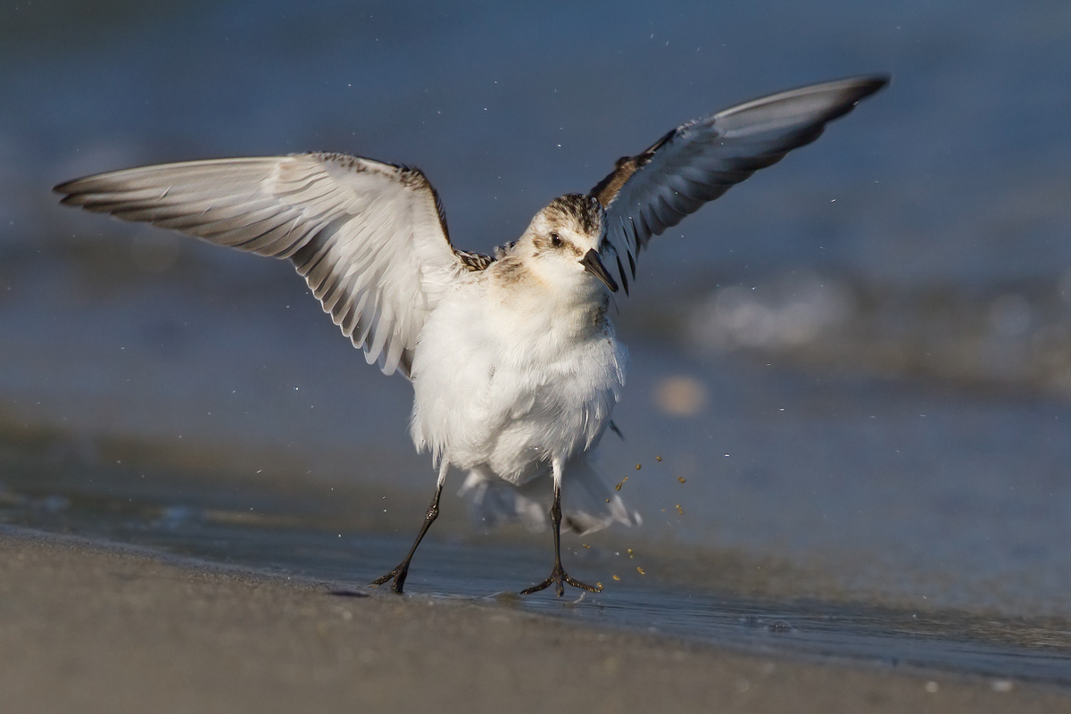 Toed Sandpiper