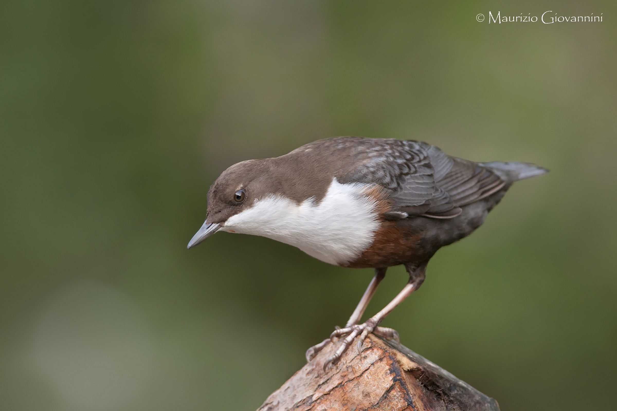 Merlo acquaiolo (Cinclus cinclus)