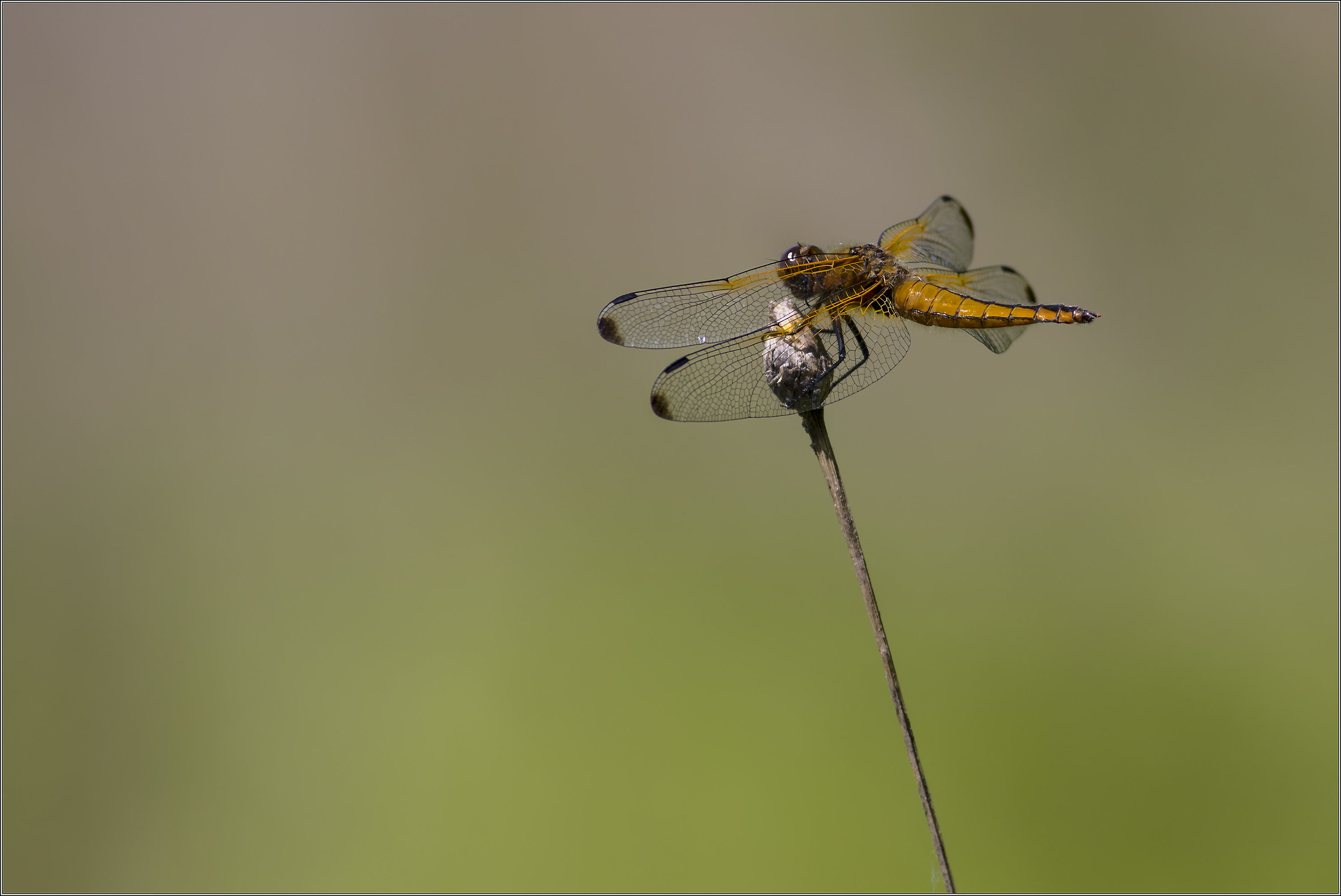 yellow dragonfly
