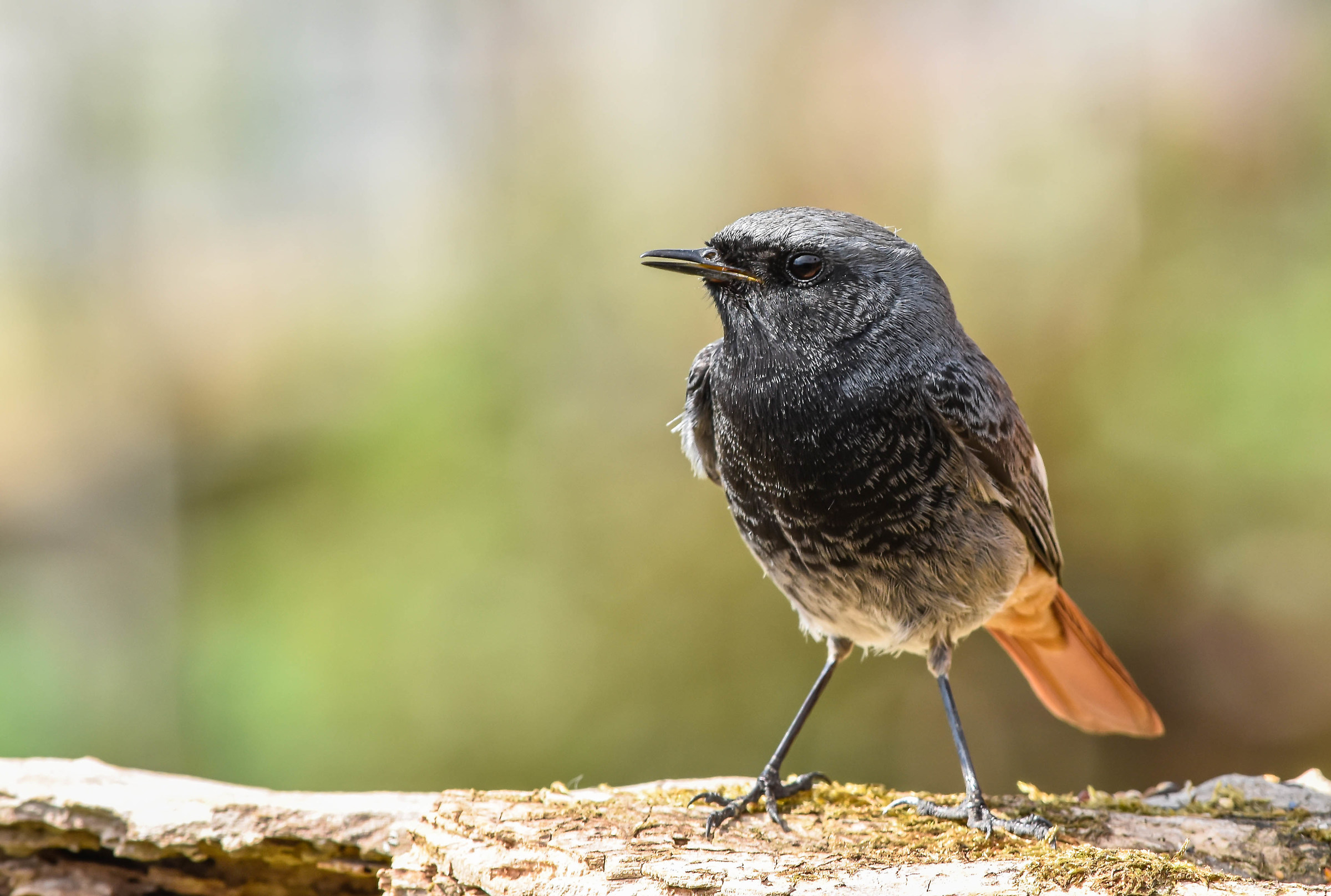 Black Redstart