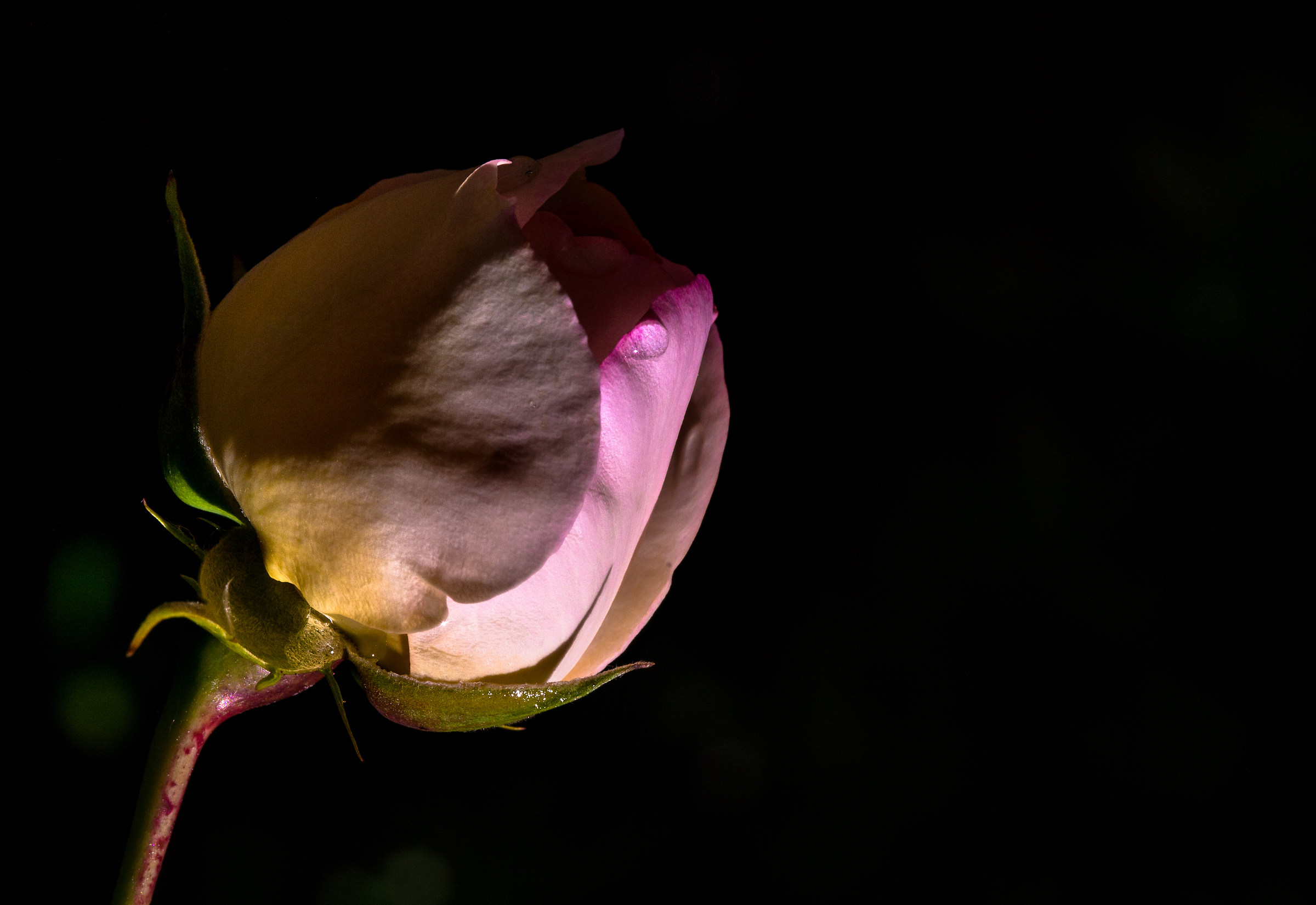 rosa