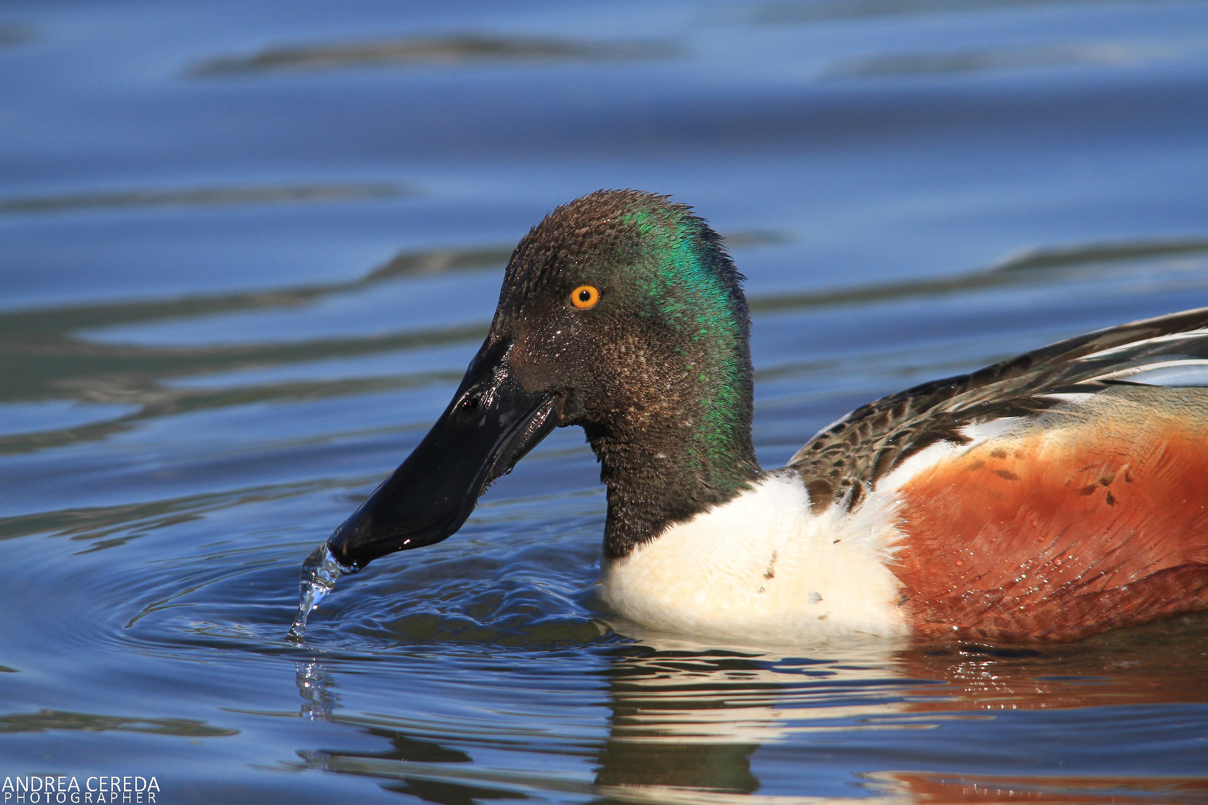 Anas clypeata - Mestolone maschio
