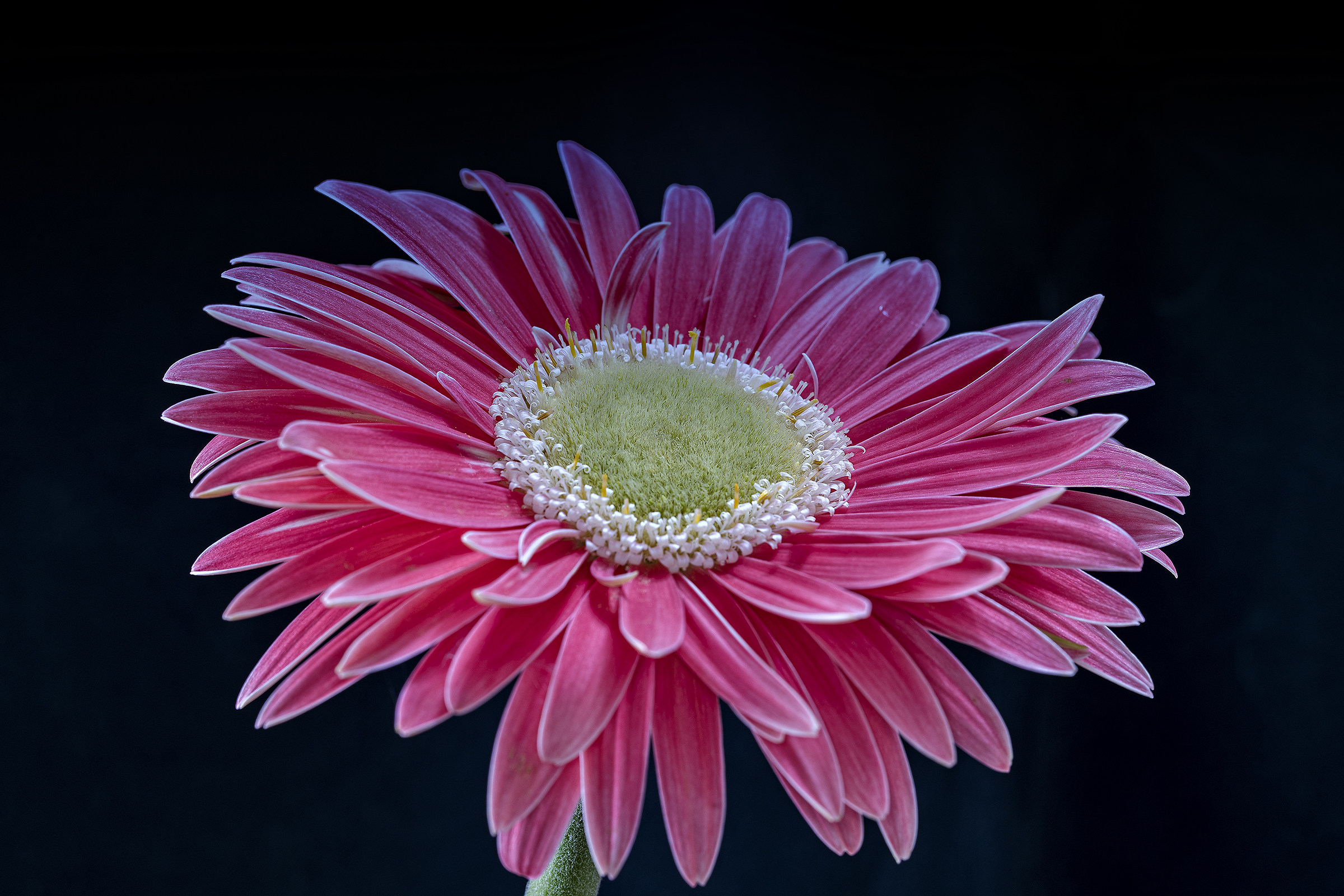 Gerbera