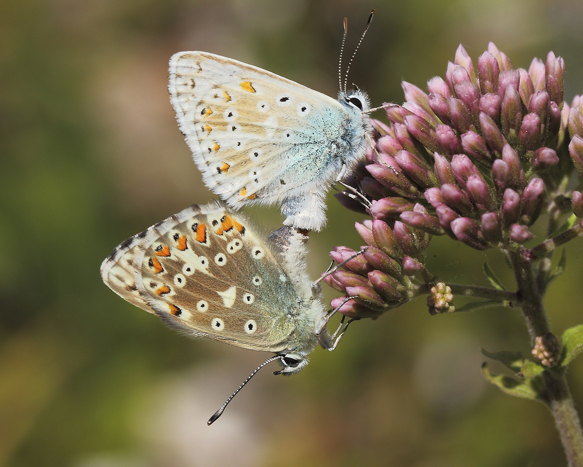 Polyommatus Coridon