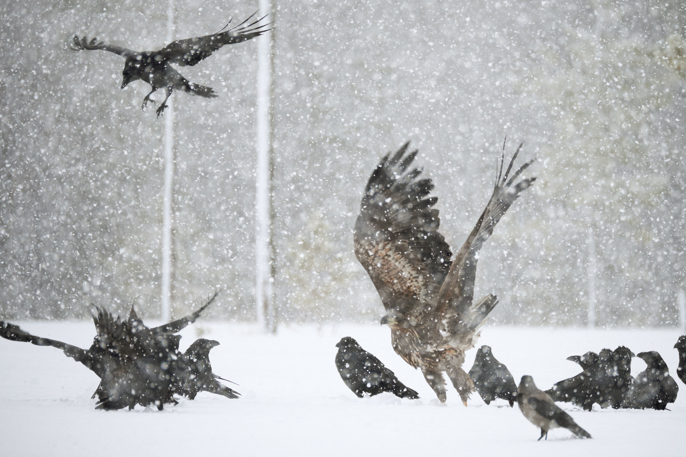 Sea Eagle and Ravens