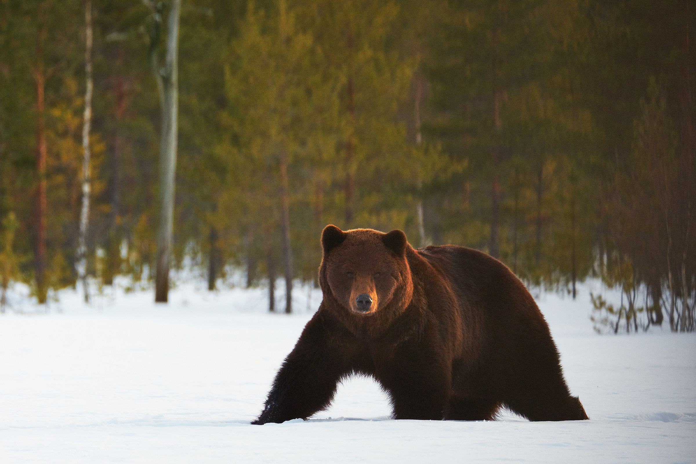 Brown Bear
