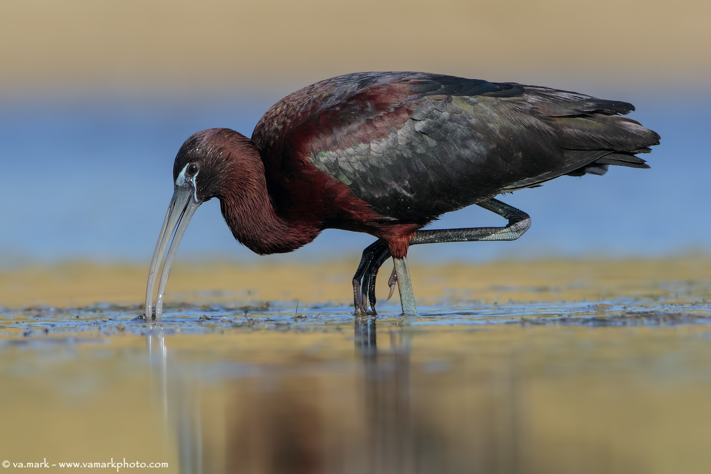 Mignattaio - Glossy ibis