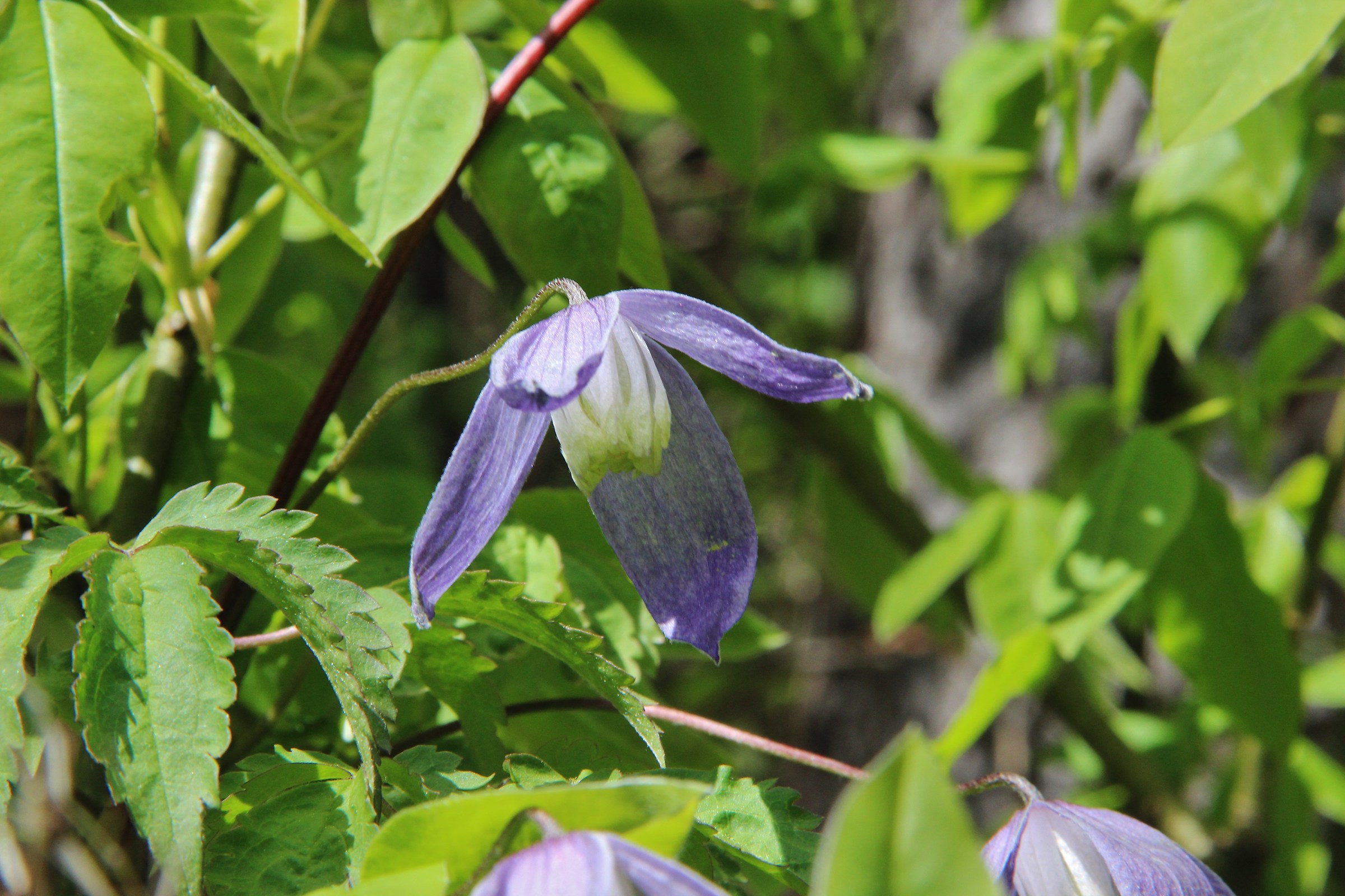 Clematis alpina.
