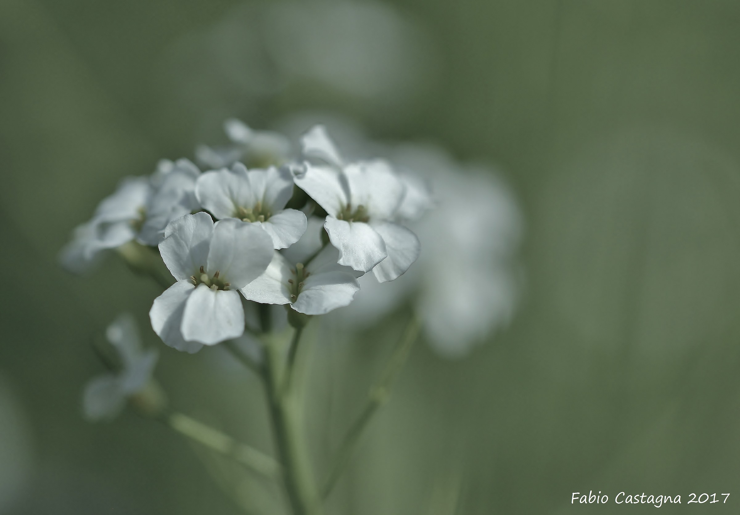 An explosion of white