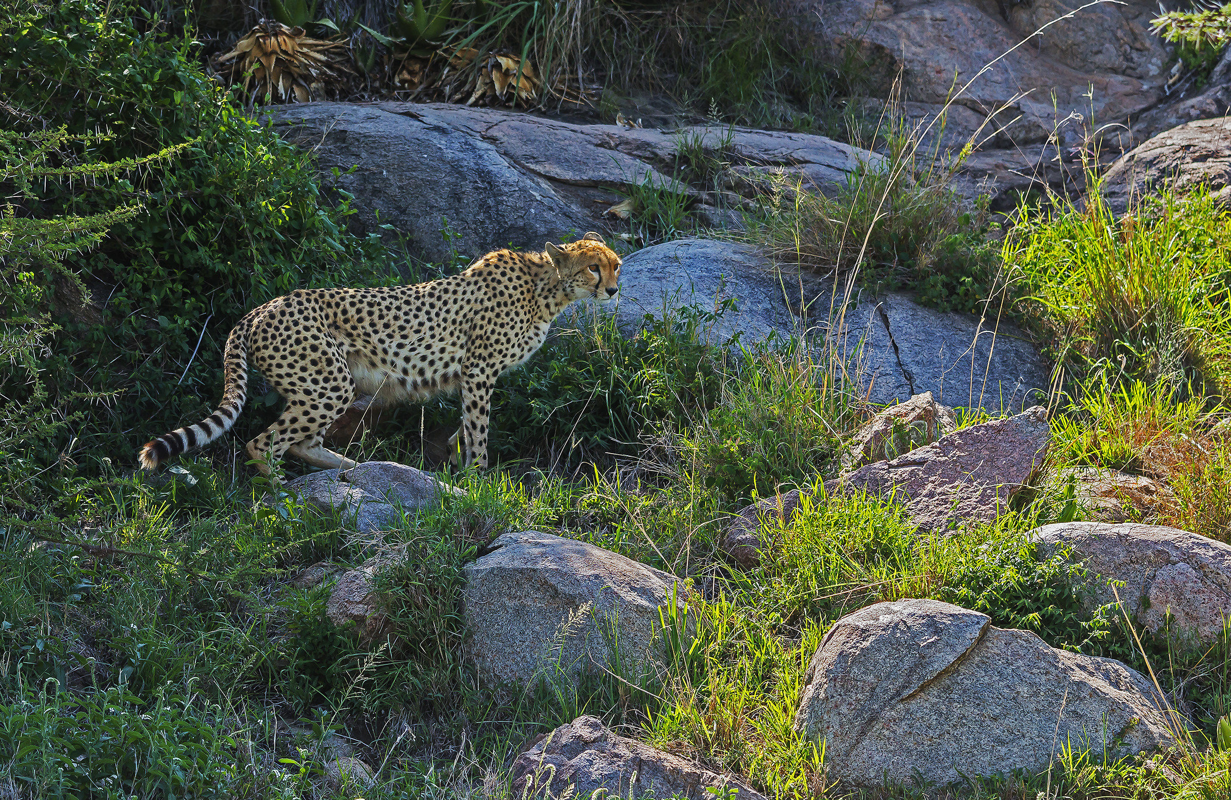 Tanzania 2017 - Tra i Kopjes