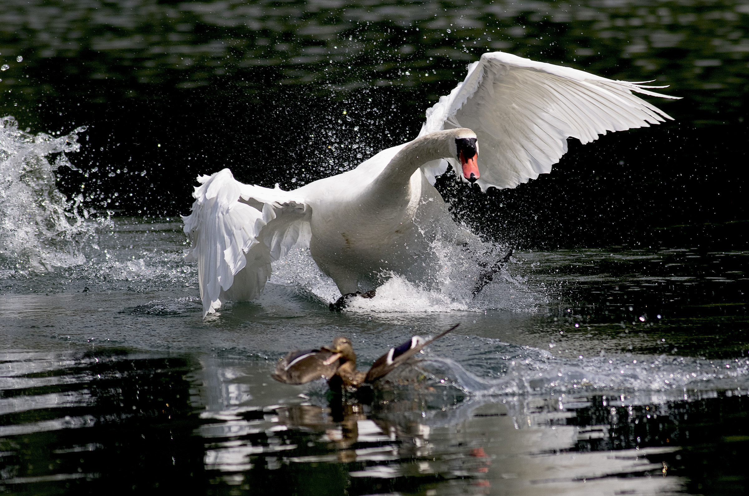 rimodificata if I catch you I catch you