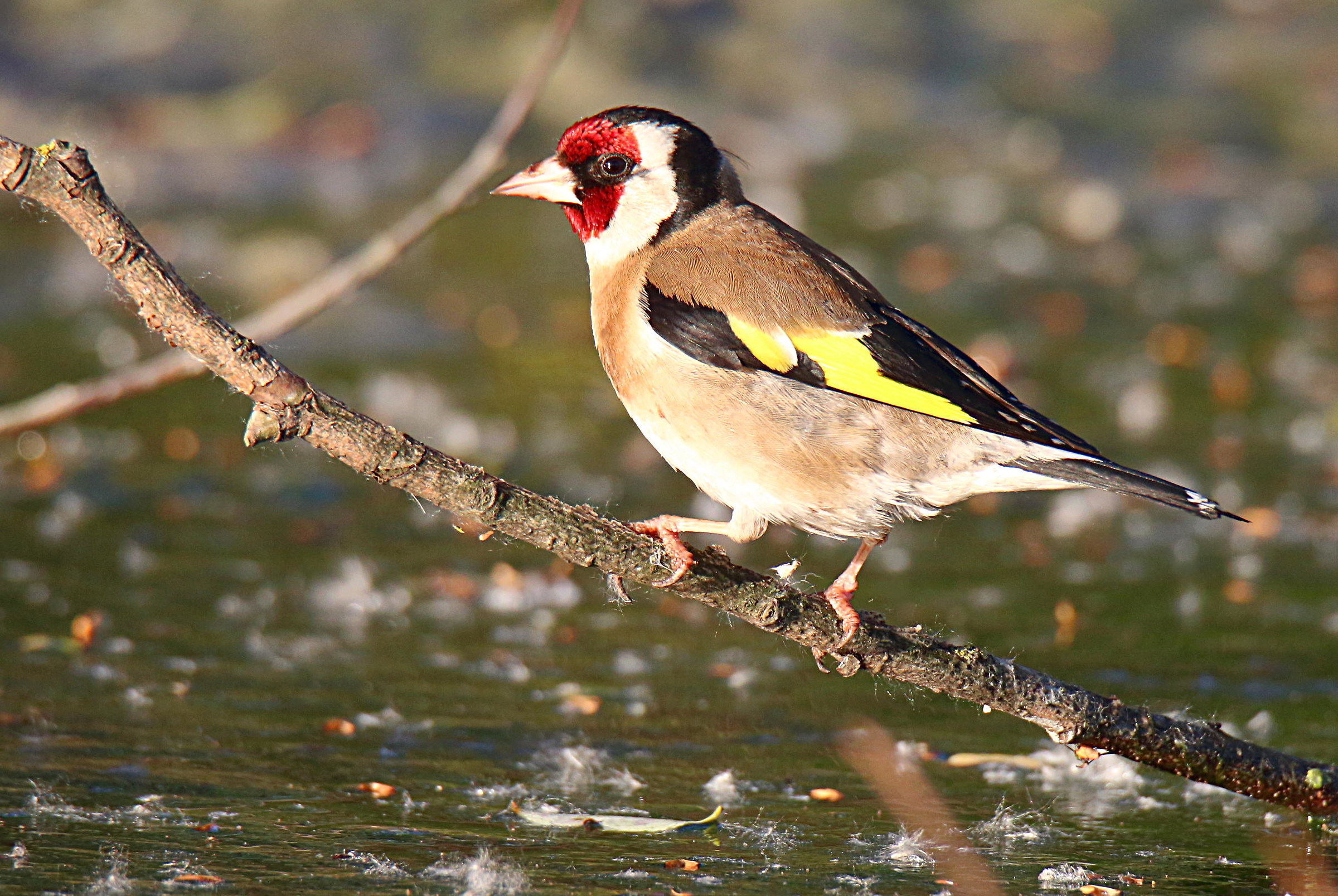 Goldfinch