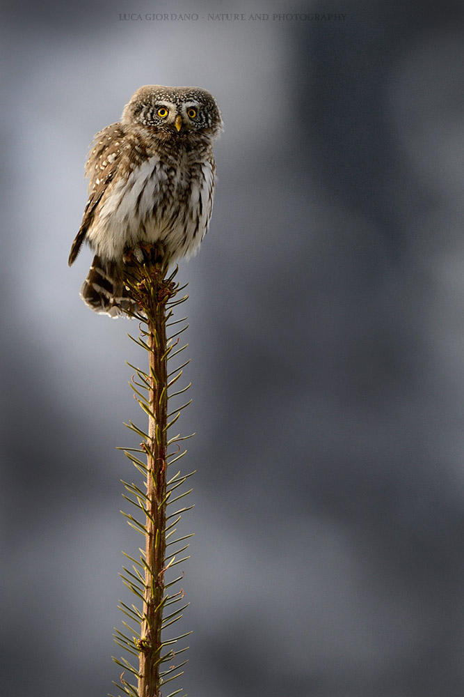 Cowhide - Pygmy owl