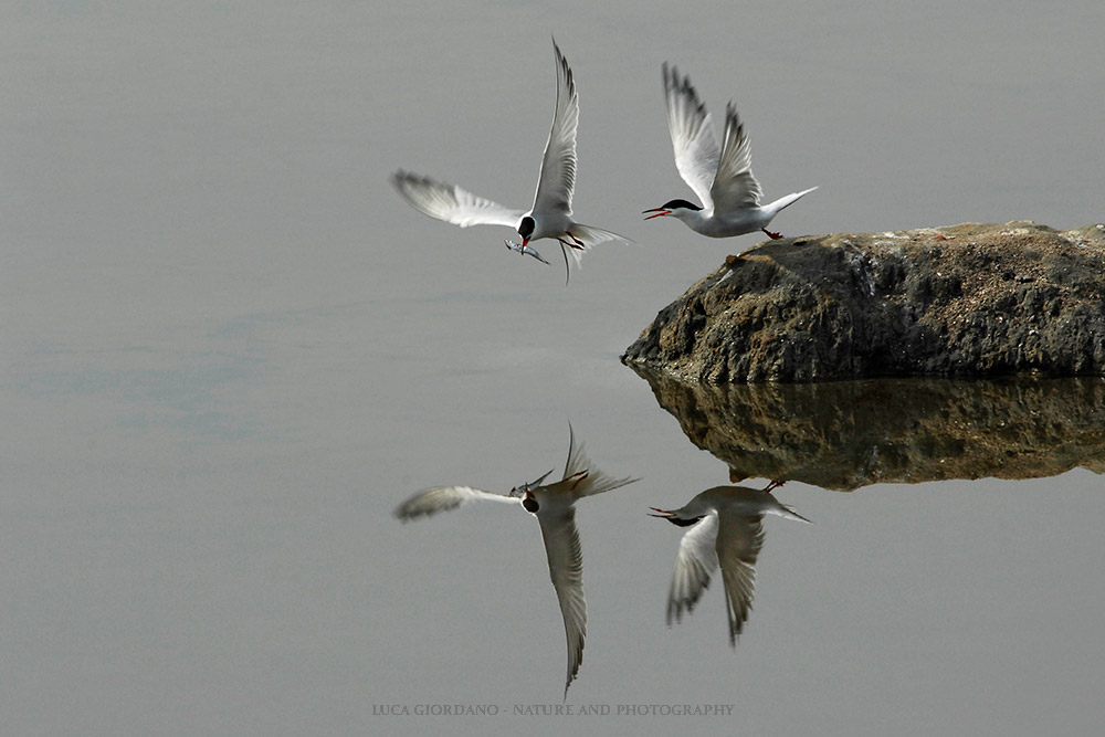 Tern Common - Common Tern