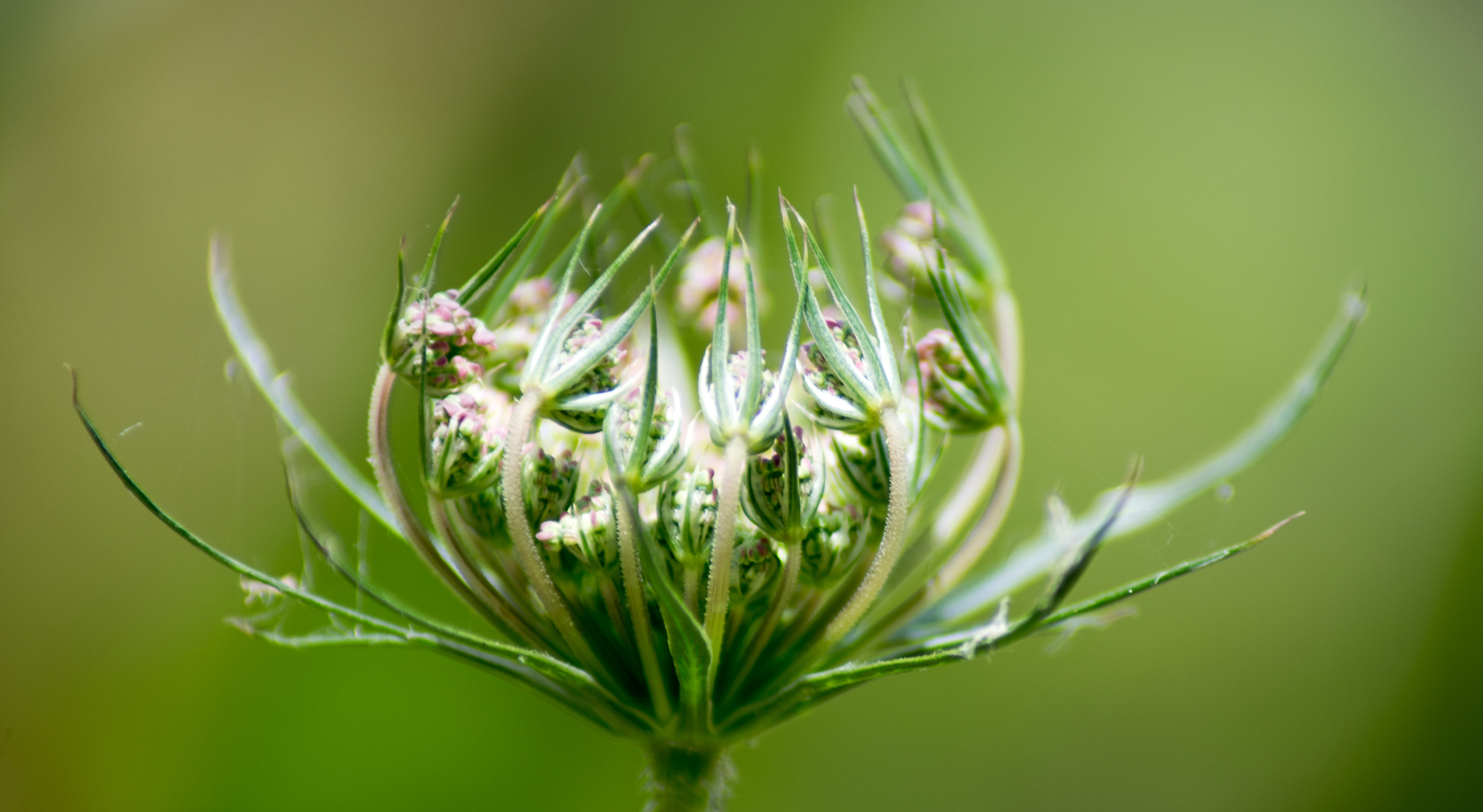 Compound flower - macro