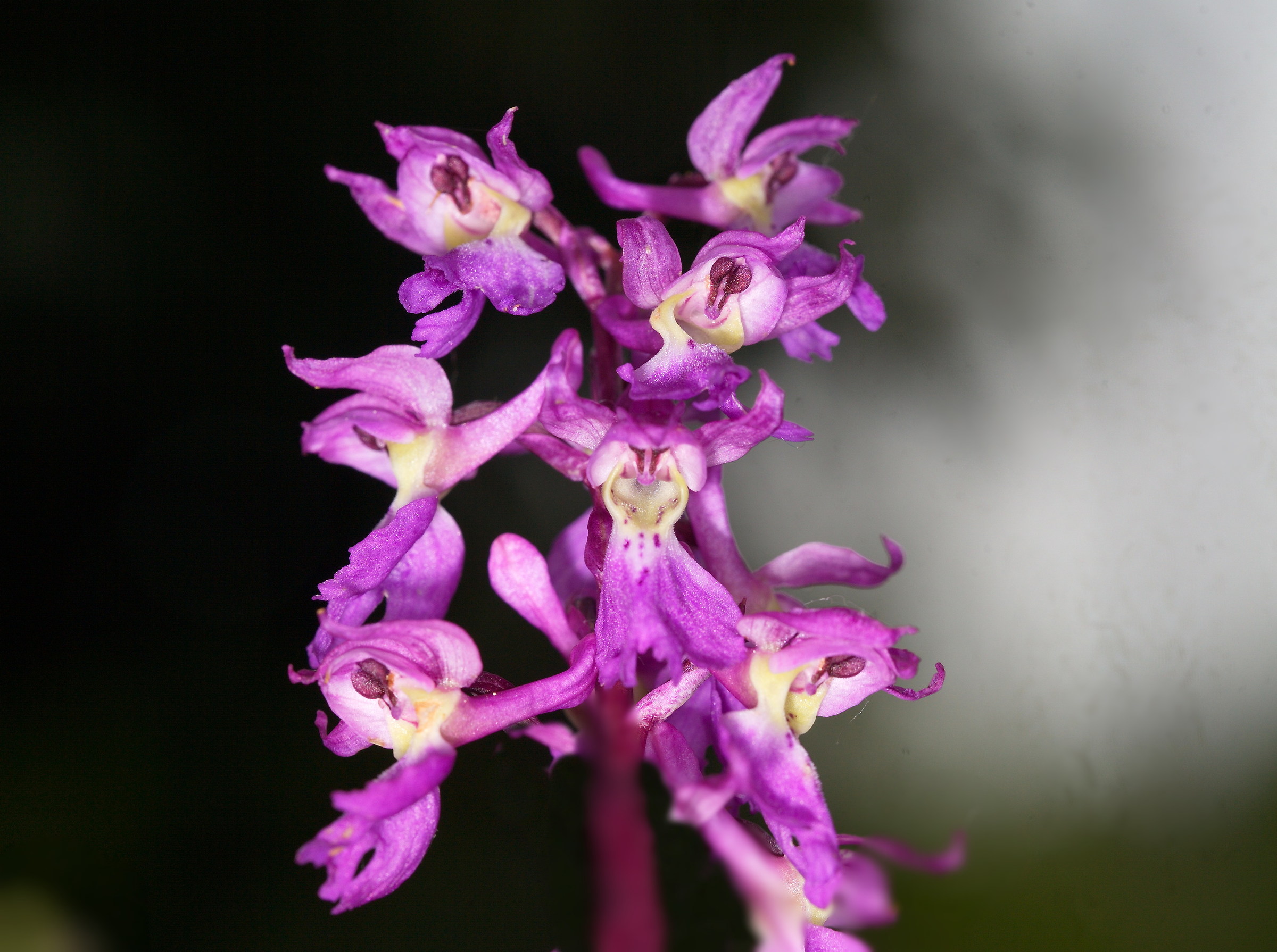 Orchis Mascula