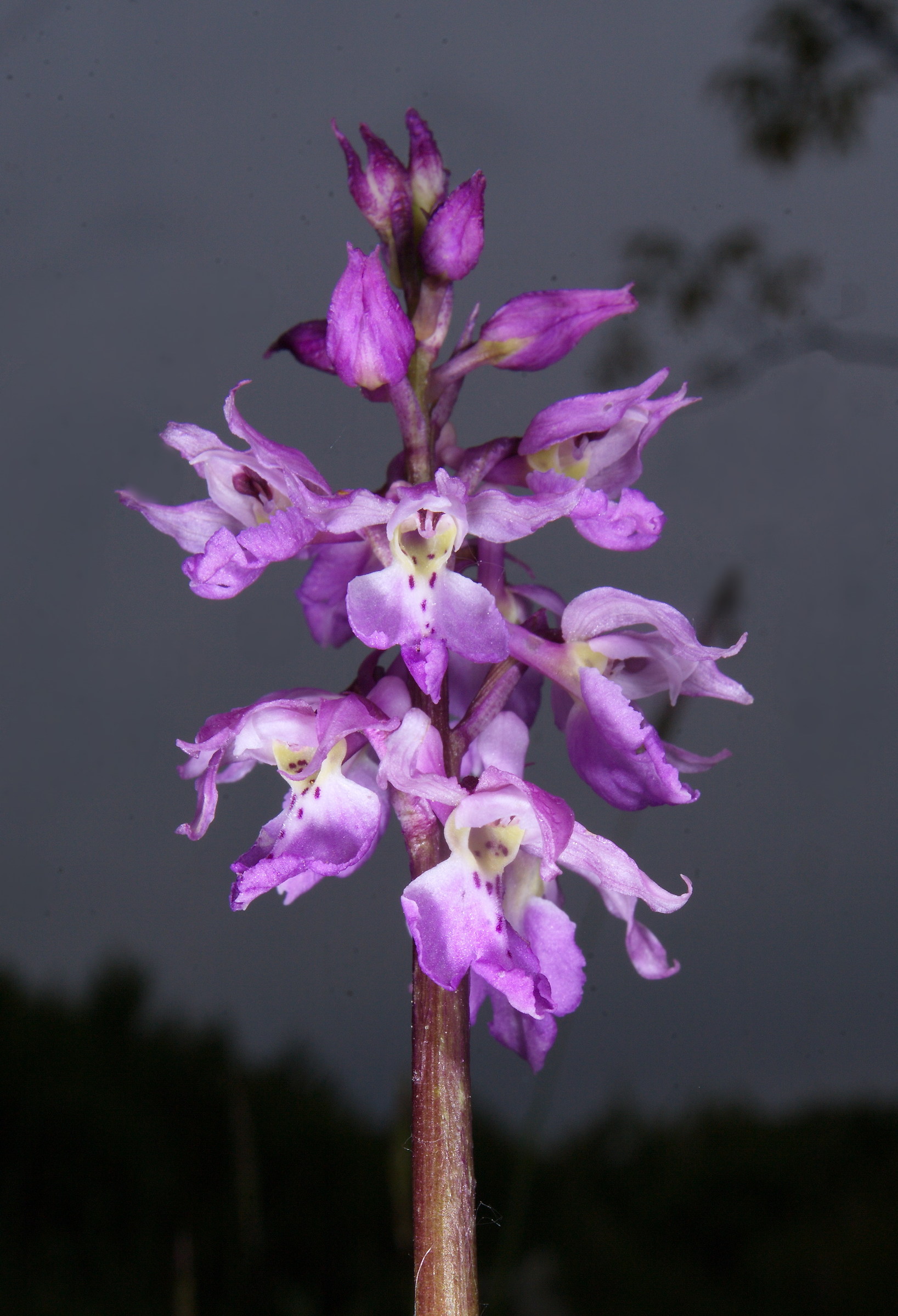 Orchis Mascula