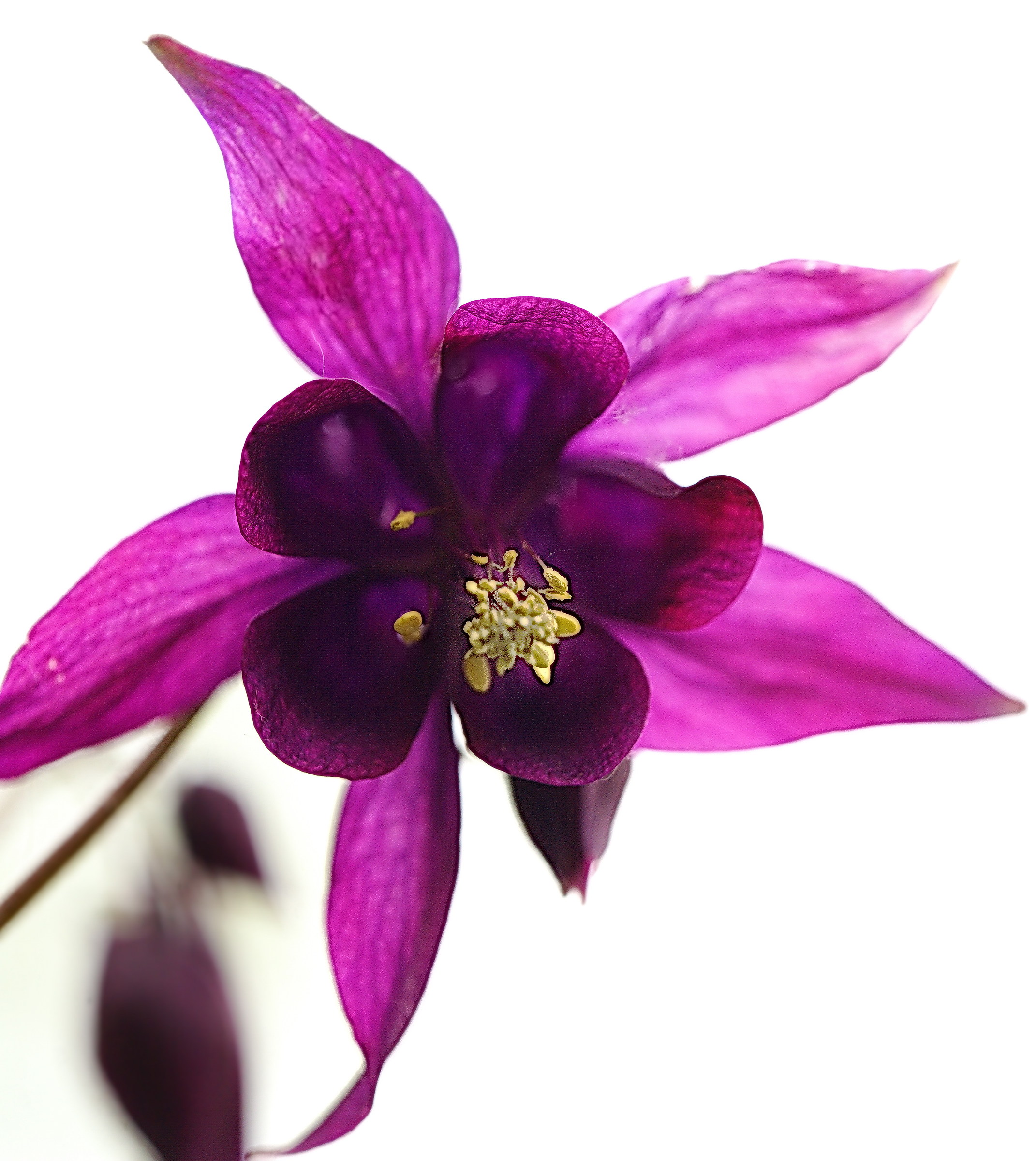 Aquilegia