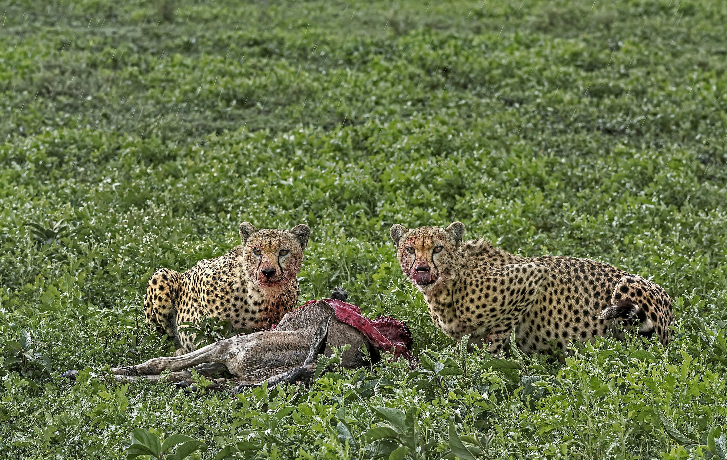Tanzania 2017 - Predation